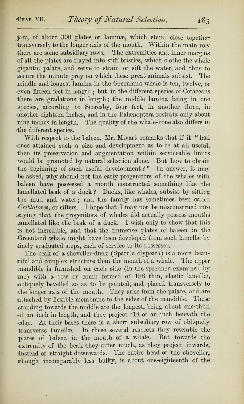 jaw, of about 300 plates or lamina}, which stand close together transversely to the longer axis of the mouth. Within the main row there are some subsidiary rows. The extremities and inner margins of all the plates are frayed into stiff bristles, which clothe the whole gigantic palate, and serve to strain or sift the water, and thus to secure the minute prey on which these great animals subsist. The middle and longest lamina in the Greenland -whale is ten, twelve, or ■even fifteen feet in length ; but in the different species of Cetaceans there are gradations in length; the middle lamina being in one species, according to Scoresby, four feet, in another three, in .another eighteen inches, and in the Balaenoptera rostrata only about nine inches in length. The quality of the whale-bone also differs in The different species. With respect to the baleen, Mr. Mivart remarks that if it “ had •once attained such a size and development as to be at all useful, then its preservation and augmentation within serviceable limits would be promoted by natural selection alone. But how to obtain the beginning of such useful development ? ” In answer, it may be asked, why should not the early progenitors of the whales with •baleen have possessed a mouth constructed something like the lamellated beak of a duck ? Ducks, like whales, subsist by sifting The mud and water; and the family has sometimes been called Criblatores, or sifters. I hope that I may not be misconstrued into ;saying that the progenitors of whales did actually possess mouths jamellated like the beak of a duck. I wish only to show that this js not incredible, and that the immense plates of baleen in the ■Greenland whale might have been developed from such lamella} by finely graduated steps, each of service to its possessor. The beak of a shoveller-duclc (Spatula clypeata) is a more beau tiful and complex structure than the mouth of a whale. The upper mandible is furnished on each side (in the specimen examined by me) with a row or comb formed of 188 thin, elastic lamella’, ♦obliquely bevelled so as to be pointed, and placed transversely to the longer axis of the mouth. They arise from the palate, and are -attached by flexible membrane to the sides of the mandible, dhose standing towards the middle are the longest, being about one-third of an inch in length, and they project • It of an inch beneath the edge. At their bases there is a short subsidiary row of obliquely transverse lamella}. In these several respects they resemble the plates of baleen in the mouth of a whale. But towards the extremity of the beak they differ much, as they project inwards, instead of straight downwards. The entire head of the shoveller, though incomparably less bulky, is about one-eighteenth of the