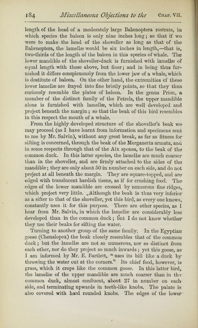 length of the head of a moderately large Balaanoptera rostrata, in which species the baleen is only nine inches long ; so that if we were to make the head of the shoveller as long as that of the Balamoptera, the lamelke would he six inches in length,—that is, two-tliirds of the length of the baleen in this species of whale. The lower mandible of the shoveller-duck is furnished with lamella} of equal length with those above, but finer; and in being thus fur nished it differs conspicuously from the lower jaw of a whale, which is destitute of baleen. On the other hand, the extremities of these lower lamelke are frayed into fine bristly points, so that they thus curiously resemble the plates of baleen. In the genus Prion, a. member of the distinct family of the Petrels, the upper mandible alone is furnished with lamellae, which are well developed and project beneath the margin ; so that the beak of this bird resembles in this respect the mouth of a whale. From the highly developed structure of the shoveller’s beak we may proceed (as I have learnt from information and specimens sent to me by Mr. Salvin), without any great break, as far as fitness for sifting is concerned, through the beak of the Merganetta armata, and in some respects through that of the Aix sponsa, to the beak of the common duck. In this latter species, the lamella; are much coarser than in the shoveller, and are firmly attached to the sides of the mandible; they are only about 50 in number on each side, and do not project at all beneath the margin. They are square-topped, and are edged with translucent hardish tissue, as if for crushing food. The edges of the lower mandible are crossed by numerous fine ridges* which project very little. .Although the beak is thus very inferior as a sifter to that of the shoveller, yet this bird, as every one knows, constantly uses it for this purpose. There are other species, as I hear from Mr. Salvin, in which the lamella; are considerably less' developed than in the common duck ; but I do not know whether they use their beaks for sifting the water. Turning to another group of the same family. In the Egyptian goose (Chenalopex) the beak closely resembles that of the common duck; but the lamella} are not so numerous, nor so distinct from each other, nor do tlioy project so much inwards ; yet this goose, as I am informed by Mr. E. Bartlett, “ uses its bill like a duck by throwing the water out at the corners.” Its chief food, however, is grass, which it crops like the common goose. In this latter bird, the lamella; of the upper mandible are much coarser than in thi common duck, almost confluent, about 27 in number on each- side, and terminating upwards in teeth-like knobs. The palate is also covered with hard rounded knobs. The edges of the lower