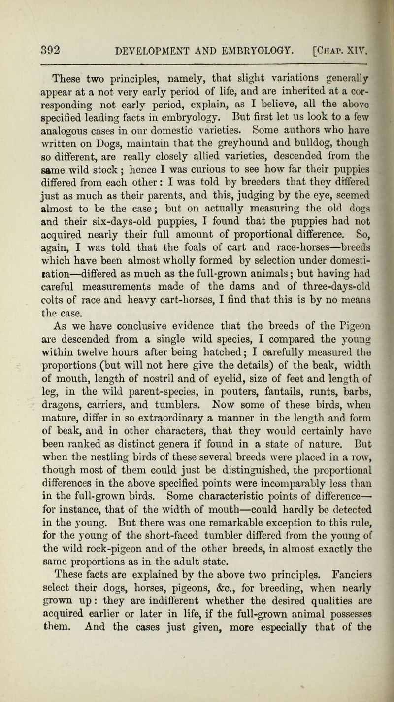 These two principles, namely, that slight variations generally appear at a not very early period of life, and are inherited at a cor responding not early period, explain, as I believe, all the above specified leading facts in embryology. But first let us look to a few analogous cases in our domestic varieties. Some authors who have written on Bogs, maintain that the greyhound and bulldog, though so different, are really closely allied varieties, descended from the same wild stock ; hence I was curious to see how far their puppies differed from each other: I was told by breeders that they differed just as much as their parents, and this, judging by the eye, seemed almost to be the case; but on actually measuring the old dogs and their six-days-old puppies, I found that the puppies had not acquired nearly their full amount of proportional difference. So, again, I was told that the foals of cart and race-horses—breeds which have been almost wholly formed by selection under domesti- eation—differed as much as the full-grown animals; but having had careful measurements made of the dams and of three-days-old colts of race and heavy cart-horses, I find that this is by no means the case. As we have conclusive evidence that the breeds of the Pigeon are descended from a single wild species, I compared the young within twelve hours after being hatched; I carefully measured the proportions (but will not here give the details) of the beak, width of mouth, length of nostril and of eyelid, size of feet and length of leg, in the wild parent-species, in pouters, fantails, runts, barbs, dragons, carriers, and tumblers. How some of these birds, when mature, differ in so extraordinary a manner in the length and form of beak, and in other characters, that they would certainly have been ranked as distinct genera if found in a state of nature. But when the nestling birds of these several breeds were placed in a row, though most of them could just be distinguished, the proportional differences in the above specified points were incomparably less than in the full-grown birds. Some characteristic points of difference— for instance, that of the width of mouth—could hardly be detected in the young. But there was one remarkable exception to this rule, for the young of the short-faced tumbler differed from the young of the wild rock-pigeon and of the other breeds, in almost exactly tho same proportions as in the adult state. These facts are explained by the above two principles. Fanciers select their dogs, horses, pigeons, &c., for breeding, when nearly grown up: they are indifferent whether the desired qualities are acquired earlier or later in life, if the full-grown animal possesses them. And the cases just given, more especially that of the