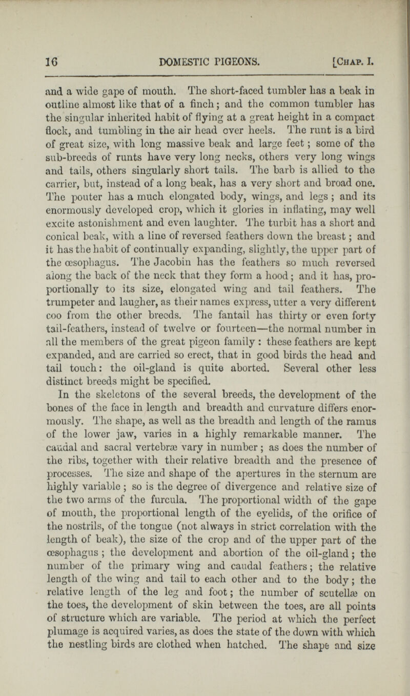nnd a wide gape of mouth. The short-faced tumbler has a beak in outline almost like that of a finch; and the common tumbler has the singular inherited habit of flying at a great height in a compact flock, and tumbling in the air head over heels. The runt is a bird of great size, with long massive beak and large feet; some of the sub-breeds of runts have very long necks, others very long wings and tails, others singularly short tails. The barb is allied to the carrier, bat, instead of a long beak, has a very short and broad one. The pouter has a much elongated body, wings, and legs ; and its enormously developed crop, which it glories in inflating, may well excite astonishment and even laughter. The turbit has a short and conical beak, with a line of reversed feathers down the breast; and it has the habit of continually expanding, slightly, the upper part of the oesophagus. The Jacobin has the feathers so much reversed along the back of the neck that they form a hood; and it has, pro portionally to its size, elongated wing and tail feathers. The trumpeter and laugher, as their names express, utter a very different coo from the other breeds. The fantail has thirty or even forty tail-feathers, instead of twelve or fourteen—the normal number in all the members of the great pigeon family : these feathers are kept expanded, and are carried so erect, that in good birds the head and tail touch: the oil-gland is quite aborted. Several other less distinct breeds might be specified. In the skeletons of the several breeds, the development of the bones of the face in length and breadth and curvature differs enor mously. The shape, as well as the breadth and length of the ramus of the lower jaw, varies in a highly remarkable manner. The caudal and sacral vertebra} vary in number ; as does the number of the ribs, together with their relative breadth and the presence of processes. The size and shape of the apertures in the sternum are highly variable ; so is the degree of divergence and relative size of the two arms of the furcula. The proportional width of the gape of mouth, the proportional length of the eyelids, of the orifice of the nostrils, of the tongue (not always in strict correlation with the length of beak), the size of the crop and of the upper part of the oesophagus ; the development and abortion of the oil-gland; the number of the primary wing and caudal feathers; the relative length of the wing and tail to each other and to the body; the relative length of the leg and foot; the number of scutelke on the toes, the development of skin between the toes, are all points of structure which are variable. The period at which the perfect plumage is acquired varies, as does the state of the down with which the nestling birds are clothed when hatched. The shape and size