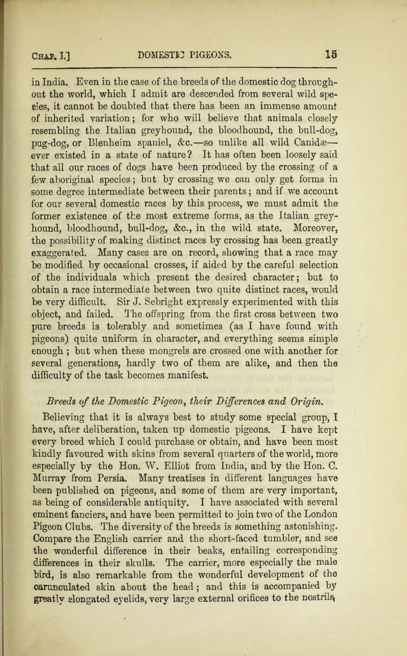 in India. Even in the case of the breeds of the domestic dog through out the world, which I admit are descended from several wild spe cies, it cannot he doubted that there has been an immense amount of inherited variation; for who will believe that animals closely resembling the Italian greyhound, the bloodhound, the bull-dog, pug-dog, or Blenheim spaniel, &c.—so unlike all wild Canid®—■ ever existed in a state of nature ? It has often been loosely said that all our races of dogs have been produced by the crossing of a few aboriginal species; but by crossing we can only get forms in some degree intermediate between their parents; and if we account for our several domestic races by this process, we must admit the former existence of the most extreme forms, as the Italian grey hound, bloodhound, bull-dog, &c., in the wild state. Moreover, the possibility of making distinct races by crossing has been greatly exaggerated. Many cases are on record, showing that a race may he modified by occasional crosses, if aided by the careful selection of the individuals which present the desired character; but to obtain a race intermediat e between two quite distinct races, would be very difficult. Sir J. Sebright expressly experimented with this object, and failed. The offspring from the first cross between two pure breeds is tolerably and sometimes (as I have found with pigeons) quite uniform in character, and everything seems simple enough ; but when these mongrels are crossed one with another for several generations, hardly two of them are alike, and then the difficulty of the task becomes manifest. Breeds of the Domestic Pigeon, their Differences and Origin. Believing that it is always best to study some special group, I have, after deliberation, taken up domestic pigeons. I have kept every breed which I could purchase or obtain, and have been most kindly favoured with skins from several quarters of the world, more especially by the Hon. W. Elliot from India, and by the Hon. 0. Murray from Persia. Many treatises in different languages have been published on pigeons, and some of them are very important, as being of considerable antiquity. I have associated with several eminent fanciers, and have been permitted to join two of the London Pigeon Clubs. The diversity of the breeds is something astonishing. Compare the English carrier and the short-faced tumbler, and see the wonderful difference in their beaks, entailing corresponding differences in their skulls. The carrier, more especially the male bird, is also remarkable from the wonderful development of the carunculated skin about the head; and this is accompanied by greatly elongated eyelids, very large external orifices to the nostrils,