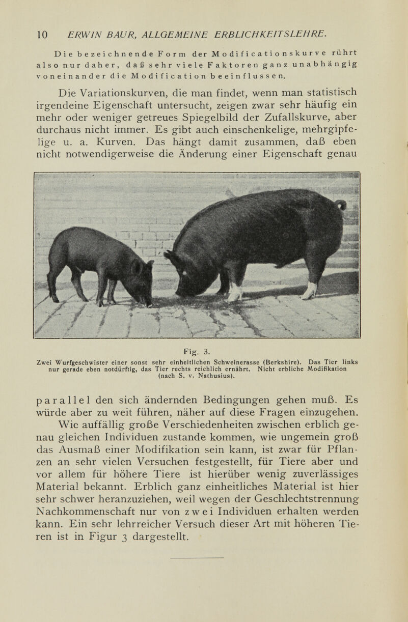 10 ERWIN BAUR, ALLGEMEINE ERBLICHKEITSLEHRE. Die bezeichnende Form der Modificationskurve rührt also nur daher, daß sehr viele Faktoren ganz unabhängig voneinander die Modification beeinflussen. Die Variationskurven, die man findet, wenn man statistisch irgendeine Eigenschaft untersucht, zeigen zwar sehr häufig ein mehr oder weniger getreues Spiegelbild der Zufallskurve, aber durchaus nicht immer. Es gibt auch einschenkelige, mehrgipfe- lige u. a. Kurven. Das hängt damit zusammen, daß eben nicht notwendigerweise die Änderung einer Eigenschaft genau Fig. 3. Zwei Wurfgeschwister einer sonst sehr einheitlichen Schweinerasse (Berkshire). Das Tier linits nur gerade eben notdürftig, das Tier rechts reichlich ernährt. Nicht erbliche Modifikation (nach S. V. Nathusius). parallel den sich ändernden Bedingungen gehen muß. Es würde aber zu weit führen, näher auf diese Fragen einzugehen. Wie auffällig große Verschiedenheiten zwischen erblich ge¬ nau gleichen Individuen zustande kommen, wie ungemein groß das Ausmaß einer Modifikation sein kann, ist zwar für Pflan¬ zen an sehr vielen Versuchen festgestellt, für Tiere aber und vor allem für höhere Tiere ist hierüber wenig zuverlässiges Material bekannt. Erblich ganz einheitliches Material ist hier sehr schwer heranzuziehen, weil wegen der Geschlechtstrennung Nachkommenschaft nur von zwei Individuen erhalten werden kann. Ein sehr lehrreicher Versuch dieser Art mit höheren Tie¬ ren ist in Figur 3 dargestellt.