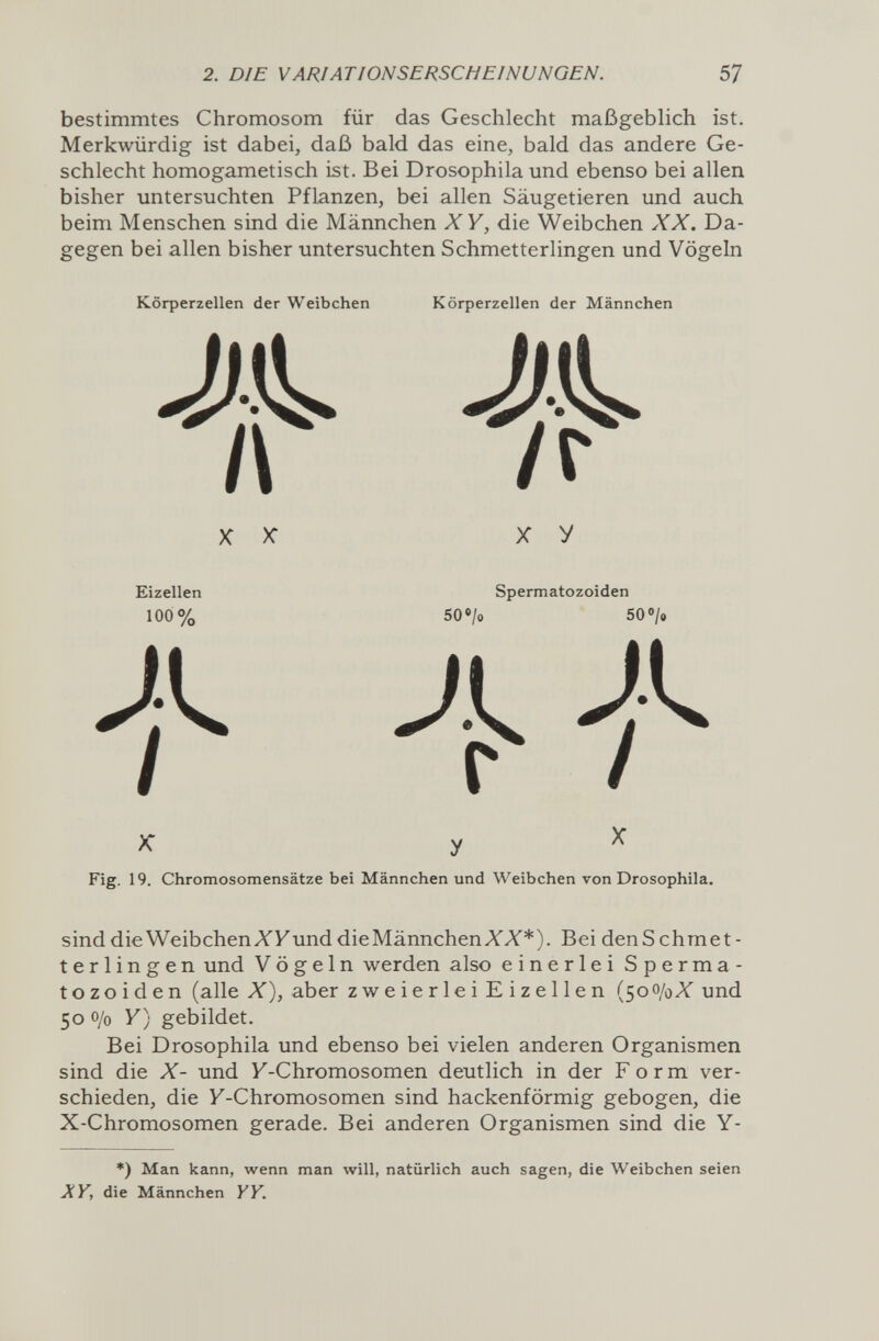 2. DIE VARIATIONSERSCHEINUNGEN. 57 bestimmtes Chromosom für das Geschlecht maßgeblich ist. Merkwürdig ist dabei, daß bald das eine, bald das andere Ge¬ schlecht homogametisch ist. Bei Drosophila und ebenso bei allen bisher untersuchten Pflanzen, bei allen Säugetieren und auch beim Menschen sind die Männchen ХУ, die Weibchen XX. Da¬ gegen bei allen bisher untersuchten Schmetterlingen und Vögeln Körperzellen der Weibchen Körperzellen der Männchen Ж Ж IV V г X X Eizellen 100% 'h X y Spermatozoiden 50 e/o SO»/» 4 Fig. 19. Chromosomensätze bei Männchen und Weibchen von Drosophila. sind die Weibchen A'F und die Männchen ЛГAT* ). Bei den Schmet¬ terlingen und Vögeln werden also einerlei Sperma¬ tozoiden (alle X), aber zweierlei Eizellen (500/ûX und 50 0/0 Y) gebildet. Bei Drosophila und ebenso bei vielen anderen Organismen sind die X- und F-Chromosomen deutlich in der Form ver¬ schieden, die F-Chromosomen sind hackenförmig gebogen, die X-Chromosomen gerade. Bei anderen Organismen sind die Y- *) Man kann, wenn man will, natürlich auch sagen, die Weibchen seien JiV, die Männchen YV.