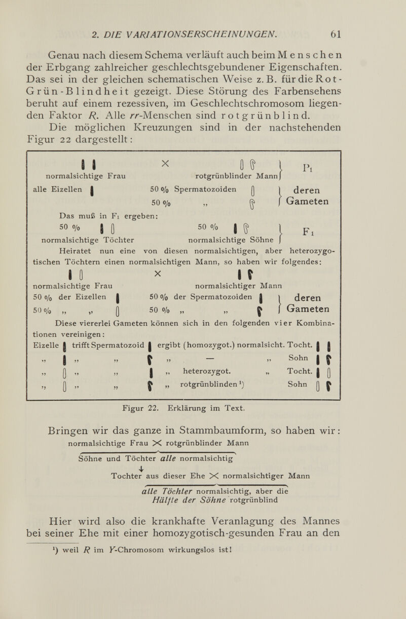 2. DIE VARIATIONSERSCHEINUNGEN. 61 Genau nach diesem Schema verläuft auch beim Menschen der Erbgang zahlreicher geschlechtsgebundener Eigenschaften. Das sei in der gleichen schematischen Weise z.B. für die Rot- Grün-Blindheit gezeigt. Diese Störung des Farbensehens beruht auf einem rezessiven, im Geschlechtschromosom liegen¬ den Faktor R. Alle ЛА'-Menschen sind rotgrünblind. Die möglichen Kreuzungen sind in der nachstehenden Figur 22 dargestellt : II ^ Û ^ l Fl normalsichtige Frau rotgrünblinder Mann) alle Eizellen | 50 o/o Spermatozoiden Q Ì deren 50 o/o „ ^ Gameten Das muß in Fi ergeben: 50 o/o J j] 50 o/o j ^ normalsichtige Töchter normalsichtige Söhne Heiratet nun eine von diesen normalsichtigen, aber heterozygo- tischen Töchtern einen normalsichtigen Mann, so haben wir folgendes: 10 X И normalsichtige Frau normalsichtiger Mann 50 o/o der Eizellen | 50 о/д der Spermatozoiden | í deren 50 o/o „ „ Q 50 o/o „ „ f ) Gameten Diese viererlei Gameten können sich in den folgenden vier Kombina¬ tionen vereinigen : Eizelle I trifft Spermatozoid j ergibt (homozygot.) normalsicht. Tocht. j | I „ » Î  ~  I t Q „ „ I „ heterozygot. „ Tocht. | Q „ Q „ „ Ç » rotgrünblinden ») Sohn Q ^ Figur 22. Erklärung im Text. Bringen wir das ganze in Stammbaumform, so haben wir : normalsichtige Frau >< rotgrünblinder Mann Söhne und Töchter alle normalsichtig Ф Tochter aus dieser Ehe >< normalsichtiger Mann alle Töchter normalsichtig, aber die Hälfte der Söhne rotgrünblind Hier wird also die krankhafte Veranlagung des Mannes bei seiner Ehe mit einer homozygotisch-gesunden Frau an den weil R im F-Chromosom wirkungslos isti