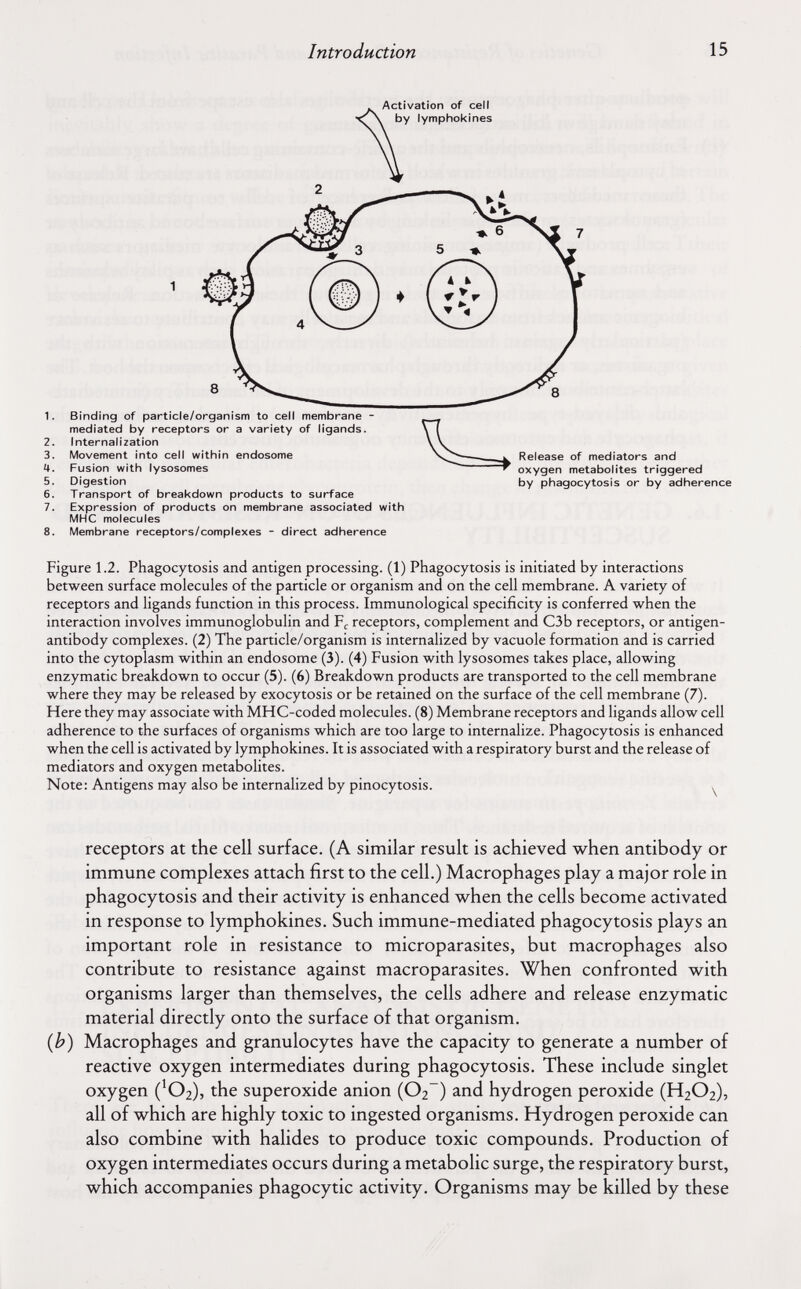 Introduction 15 Activation of cell by lymphokines 1. Binding of particle/organism to cell membrane - Release of mediators and oxygen metabolites triggered by phagocytosis or by adherence 6. Transport of breakdown products to surface 7. Expression of products on membrane associated with мне molecules 8. Membrane receptors/complexes - direct adherence Figure 1.2. Phagocytosis and antigen processing. (1) Phagocytosis is initiated by interactions between surface molecules of the particle or organism and on the cell membrane. A variety of receptors and ligands function in this process. Immunological specificity is conferred when the interaction involves immunoglobulin and receptors, complement and C3b receptors, or antigen- antibody complexes. (2) The particle/organism is internalized by vacuole formation and is carried into the cytoplasm within an endosóme (3). (4) Fusion with lysosomes takes place, allowing enzymatic breakdown to occur (5). (6) Breakdown products are transported to the cell membrane where they may be released by exocytosis or be retained on the surface of the cell membrane (7). Here they may associate with MHC-coded molecules. (8) Membrane receptors and ligands allow cell adherence to the surfaces of organisms which are too large to internalize. Phagocytosis is enhanced when the cell is activated by lymphokines. It is associated with a respiratory burst and the release of mediators and oxygen metabolites. Note: Antigens may also be internalized by pinocytosis. ^ receptors at the cell surface. (A similar result is achieved when antibody or immune complexes attach first to the cell.) Macrophages play a major role in phagocytosis and their activity is enhanced when the cells become activated in response to lymphokines. Such immune-mediated phagocytosis plays an important role in resistance to microparasites, but macrophages also contribute to resistance against macroparasites. When confronted with organisms larger than themselves, the cells adhere and release enzymatic material directly onto the surface of that organism. {b) Macrophages and granulocytes have the capacity to generate a number of reactive oxygen intermediates during phagocytosis. These include singlet oxygen ('O2), the superoxide anion (Ог) and hydrogen peroxide (H2O2), all of which are highly toxic to ingested organisms. Hydrogen peroxide can also combine with halides to produce toxic compounds. Production of oxygen intermediates occurs during a metabolic surge, the respiratory burst, which accompanies phagocytic activity. Organisms may be killed by these