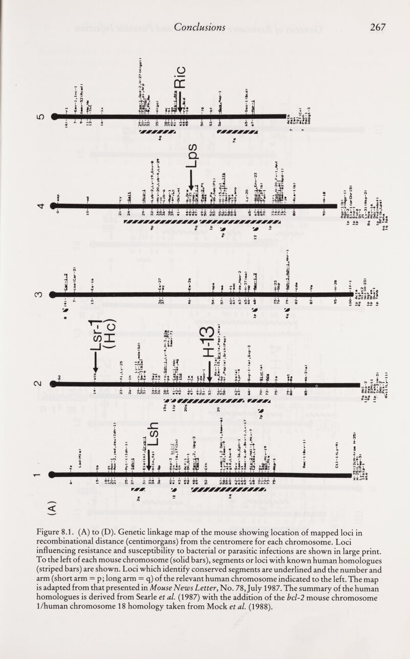 Conclusions 267 ю u -*» ■ д С I 9 ■ aua иOu■*5 «<и-* 1&СЭ СО а «ми «« » №û « *Л •а I I Ì4 ZZ Aáá ä:s N in IÍÍ> Г«« »i-o^-œ» nn mnnnr Figure 8.1. (A) to (D). Genetic linkage map of the mouse showing location of mapped loci in recombinational distance (centimorgans) from the centromere for each chromosome. Loci influencing resistance and susceptibility to bacterial or parasitic infections are shown in large print. To the left of each mouse chromosome (solid bars), segments or loci with known human homologues (striped bars) are shown. Loci which identify conserved segments are underlined and the number and arm (short arm = p; long arm = q) of the relevant human chromosome indicated to the left. The map is adapted from that presented in Mouse News Letter, No. 78, July 1987. The summary of the human homologues is derived from Searle et al. (1987) with the addition of the bcl-2 mouse chromosome 1/human chromosome 18 homology taken from Mock et al. (1988).