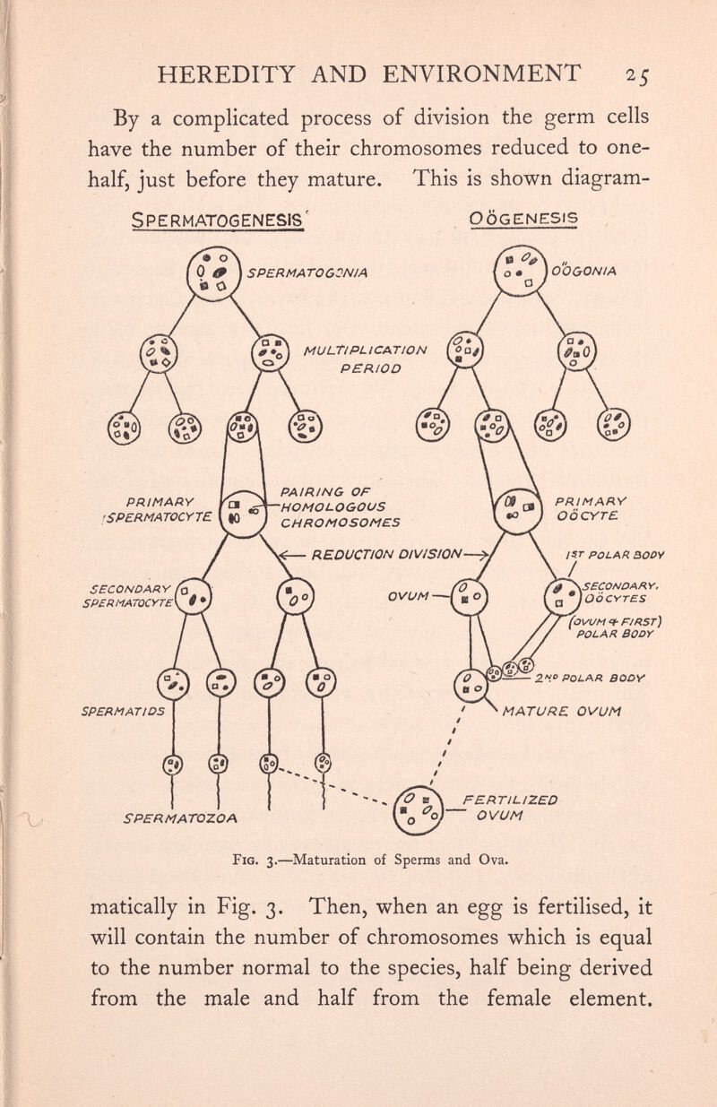 By a complicated process of division the germ cells have the number of their chromosomes reduced to one- half, just before they mature. This is shown diagram- Spermatogenesis' Oogenesis matically in Fig. 3. Then, when an egg is fertilised, it will contain the number of chromosomes which is equal to the number normal to the species, half being derived from the male and half from the female element.