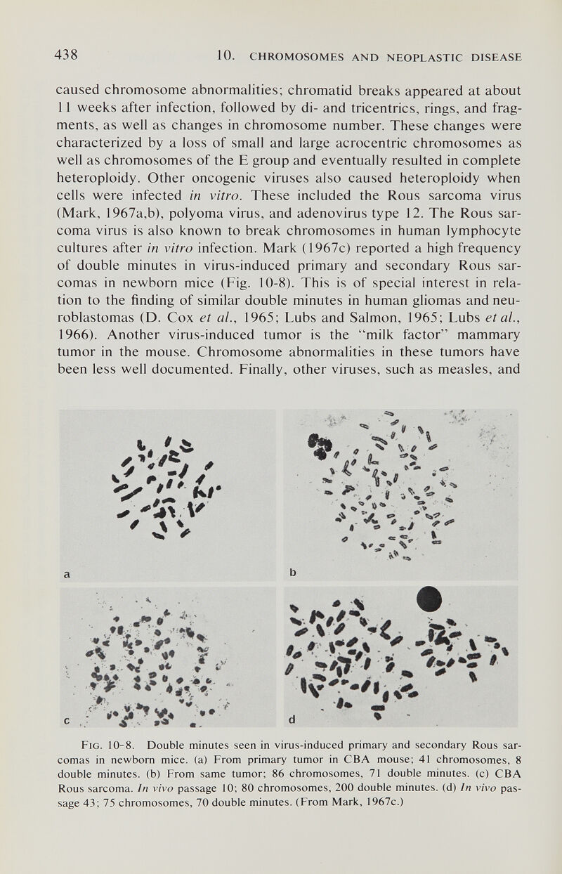 438 10. CHROMOSOMES AND NEOPLASTIC DISEASE caused chromosome abnormalities; chromatid breaks appeared at about 11 weeks after infection, followed by di- and tricentrics, rings, and frag¬ ments, as well as changes in chromosome number. These changes were characterized by a loss of small and large acrocentric chromosomes as well as chromosomes of the E group and eventually resulted in complete heteroploidy. Other oncogenic viruses also caused heteroploidy when cells were infected in vitro. These included the Rous sarcoma virus (Mark, 1967a,b), polyoma virus, and adenovirus type 12. The Rous sar¬ coma virus is also known to break chromosomes in human lymphocyte cultures after in vitro infection. Mark {1967c) reported a high frequency of double minutes in virus-induced primary and secondary Rous sar¬ comas in newborn mice (Fig. 10-8). This is of special interest in rela¬ tion to the finding of similar double minutes in human gliomas and neu¬ roblastomas (D. Cox et al., 1965; Lubs and Salmon, 1965; Lubs et ai, 1966). Another virus-induced tumor is the milk factor mammary tumor in the mouse. Chromosome abnormalities in these tumors have been less well documented. Finally, other viruses, such as measles, and Щ f ^ i a'-' V fi ^ ж fi /- J b f ^ % % M «Ь. <4 «e Ш: . % 4Л V S d ♦ ' # ^ % Fig. 10-8. Double minutes seen in virus-induced primary and secondary Rous sar¬ comas in newborn mice, (a) From primary tumor in CBA mouse; 41 chromosomes, 8 double minutes, (b) From same tumor; 86 chromosomes, 71 double minutes, (c) CBA Rous sarcoma. In vivo passage 10; 80 chromosomes, 200 double minutes, (d) In vivo pas¬ sage 43; 75 chromosomes, 70 double minutes. (From Mark, 1967c.)