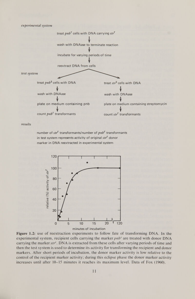 experimental system treat pnb r cells with DIMA carrying str r \ wash with DNAase to terminate reaction incubate for varying periods of time \ reextract DNA from cells test system treat pnb s cells with DNA \ wash with DNAase \ plate on medium containing pnb count pnb r transformants treat str s cells with DNA \ wash with DNAase plate on medium containing streptomycin \ count str r transformants results number of str r transformants/number of pnb T transformants in test system represents activity of original str r donor marker in DNA reextracted in experimental system 120 100 o > 0 5 10 15 20 minutes of incubation Figure 1.2: use of reextraction experiments to follow fate of transforming DNA. In the experimental system, recipient cells carrying the marker pnb r are treated with donor DNA carrying the marker str T . DNA is extracted from these cells after varying periods of time and then the test system is used to determine its activity for transforming the recipient and donor markers. After short periods of incubation, the donor marker activity is low relative to the control of the recipient marker activity; during this eclipse phase the donor marker activity increases until after 10-15 minutes it reaches its maximum level. Data of Fox (1960).