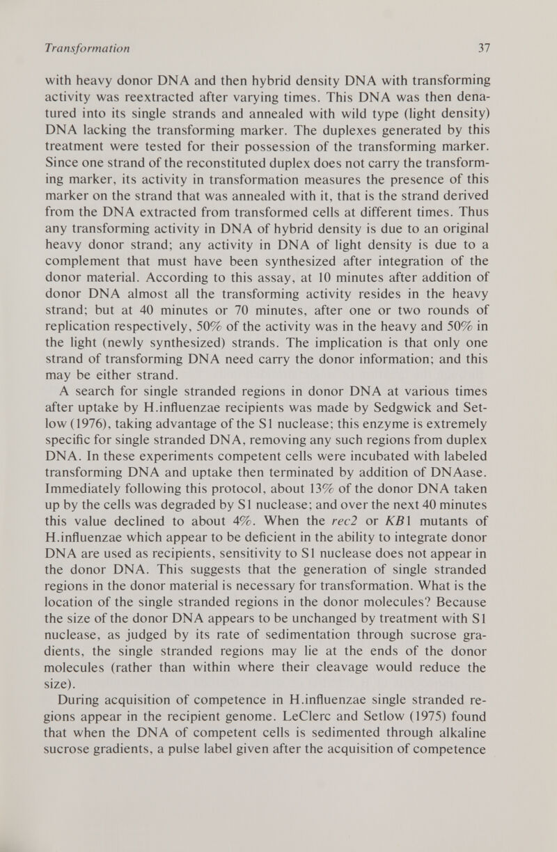 with heavy donor DNA and then hybrid density DNA with transforming activity was reextracted after varying times. This DNA was then dena tured into its single strands and annealed with wild type (light density) DNA lacking the transforming marker. The duplexes generated by this treatment were tested for their possession of the transforming marker. Since one strand of the reconstituted duplex does not carry the transform ing marker, its activity in transformation measures the presence of this marker on the strand that was annealed with it, that is the strand derived from the DNA extracted from transformed cells at different times. Thus any transforming activity in DNA of hybrid density is due to an original heavy donor strand; any activity in DNA of light density is due to a complement that must have been synthesized after integration of the donor material. According to this assay, at 10 minutes after addition of donor DNA almost all the transforming activity resides in the heavy strand; but at 40 minutes or 70 minutes, after one or two rounds of replication respectively, 50% of the activity was in the heavy and 50% in the light (newly synthesized) strands. The implication is that only one strand of transforming DNA need carry the donor information; and this may be either strand. A search for single stranded regions in donor DNA at various times after uptake by H.influenzae recipients was made by Sedgwick and Set- low (1976), taking advantage of the SI nuclease; this enzyme is extremely specific for single stranded DNA, removing any such regions from duplex DNA. In these experiments competent cells were incubated with labeled transforming DNA and uptake then terminated by addition of DNAase. Immediately following this protocol, about 13% of the donor DNA taken up by the cells was degraded by SI nuclease; and over the next 40 minutes this value declined to about 4%. When the rec2 or KBÌ mutants of H.influenzae which appear to be deficient in the ability to integrate donor DNA are used as recipients, sensitivity to SI nuclease does not appear in the donor DNA. This suggests that the generation of single stranded regions in the donor material is necessary for transformation. What is the location of the single stranded regions in the donor molecules? Because the size of the donor DNA appears to be unchanged by treatment with SI nuclease, as judged by its rate of sedimentation through sucrose gra dients, the single stranded regions may lie at the ends of the donor molecules (rather than within where their cleavage would reduce the size). During acquisition of competence in H.influenzae single stranded re gions appear in the recipient genome. LeClerc and Setlow (1975) found that when the DNA of competent cells is sedimented through alkaline sucrose gradients, a pulse label given after the acquisition of competence