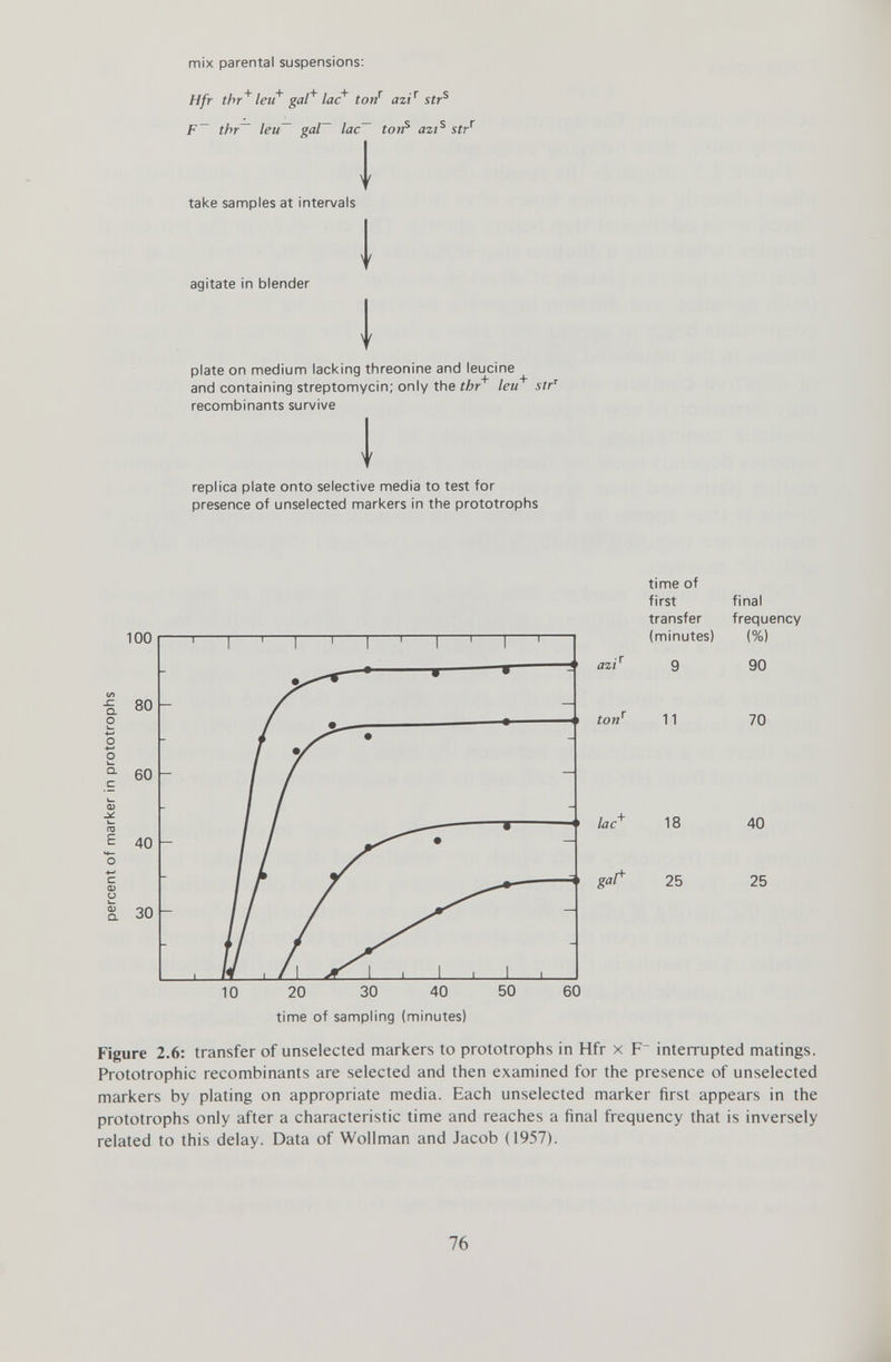 mix parental suspensions: Hfr thr + leu + gal + lac + ton r azi r str s F~ thr~ leu gal lac~ ton s azi s str x V take samples at intervals M agitate in blender plate on medium lacking threonine and leucine and containing streptomycin; only the thr + leu + str T recombinants survive \ I replica plate onto selective media to test for presence of unselected markers in the prototrophs time of first transfer (minutes) 9 final frequency (%) 90 Figure 2.6: transfer of unselected markers to prototrophs in Hfr x F~ interrupted matings. Prototrophic recombinants are selected and then examined for the presence of unselected markers by plating on appropriate media. Each unselected marker first appears in the prototrophs only after a characteristic time and reaches a final frequency that is inversely related to this delay. Data of Wollman and Jacob (1957). 10 20 30 40 50 60 time of sampling (minutes)