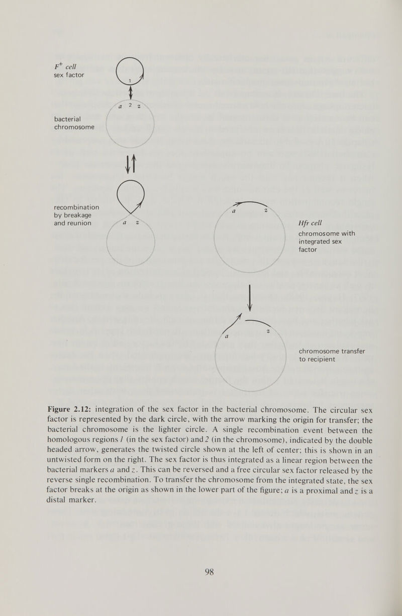 F + cell sex factor bacterial chromosome recombination by breakage and reunion e z Hfr cell chromosome with integrated sex factor chromosome transfer to recipient Figure 2.12: integration of the sex factor in the bacterial chromosome. The circular sex factor is represented by the dark circle, with the arrow marking the origin for transfer; the bacterial chromosome is the lighter circle. A single recombination event between the homologous regions I (in the sex factor) and2 (in the chromosome), indicated by the double headed arrow, generates the twisted circle shown at the left of center; this is shown in an untwisted form on the right. The sex factor is thus integrated as a linear region between the bacterial markers a and z. This can be reversed and a free circular sex factor released by the reverse single recombination. To transfer the chromosome from the integrated state, the sex factor breaks at the origin as shown in the lower part of the figure; a is a proximal and; is a distal marker.