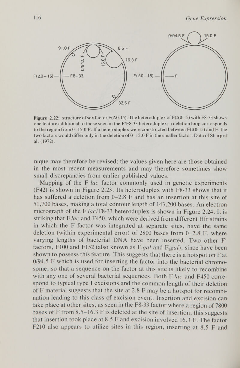 Figure 2.22: structure of sex factor F(A0-15). The heteroduplex of F(A0-15) with F8-33 shows one feature additional to those seen in the F/F8-33 heteroduplex; a deletion loop corresponds to the region from 0-15.0 F. If a heteroduplex were constructed between F(A0-15) and F, the two factors would differ only in the deletion of 0-15.0 F in the smaller factor. Data of Sharp et al. (1972). nique may therefore be revised; the values given here are those obtained in the most recent measurements and may therefore sometimes show small discrepancies from earlier published values. Mapping of the F lac factor commonly used in genetic experiments (F42) is shown in Figure 2.23. Its heteroduplex with F8-33 shows that it has suffered a deletion from 0-2.8 F and has an insertion at this site of 51,700 bases, making a total contour length of 143,200 bases. An electron micrograph of the F lac/ F8-33 heteroduplex is shown in Figure 2.24. It is striking that F lac and F450, which were derived from different Hfr strains in which the F factor was integrated at separate sites, have the same deletion (within experimental error) of 2800 bases from 0-2.8 F, where varying lengths of bacterial DNA have been inserted. Two other F' factors, F100 and F152 (also known as F x gal and F^al), since have been shown to possess this feature. This suggests that there is a hotspot on F at 0/94.5 F which is used for inserting the factor into the bacterial chromo some, so that a sequence on the factor at this site is likely to recombine with any one of several bacterial sequences. Both F lac and F450 corre spond to typical type I excisions and the common length of their deletion of F material suggests that the site at 2.8 F may be a hotspot for recombi nation leading to this class of excision event. Insertion and excision can take place at other sites, as seen in the F8-33 factor where a region of 7800 bases of F from 8.5-16.3 F is deleted at the site of insertion; this suggests that insertion took place at 8.5 F and excision involved 16.3 F. The factor F210 also appears to utilize sites in this region, inserting at 8.5 F and