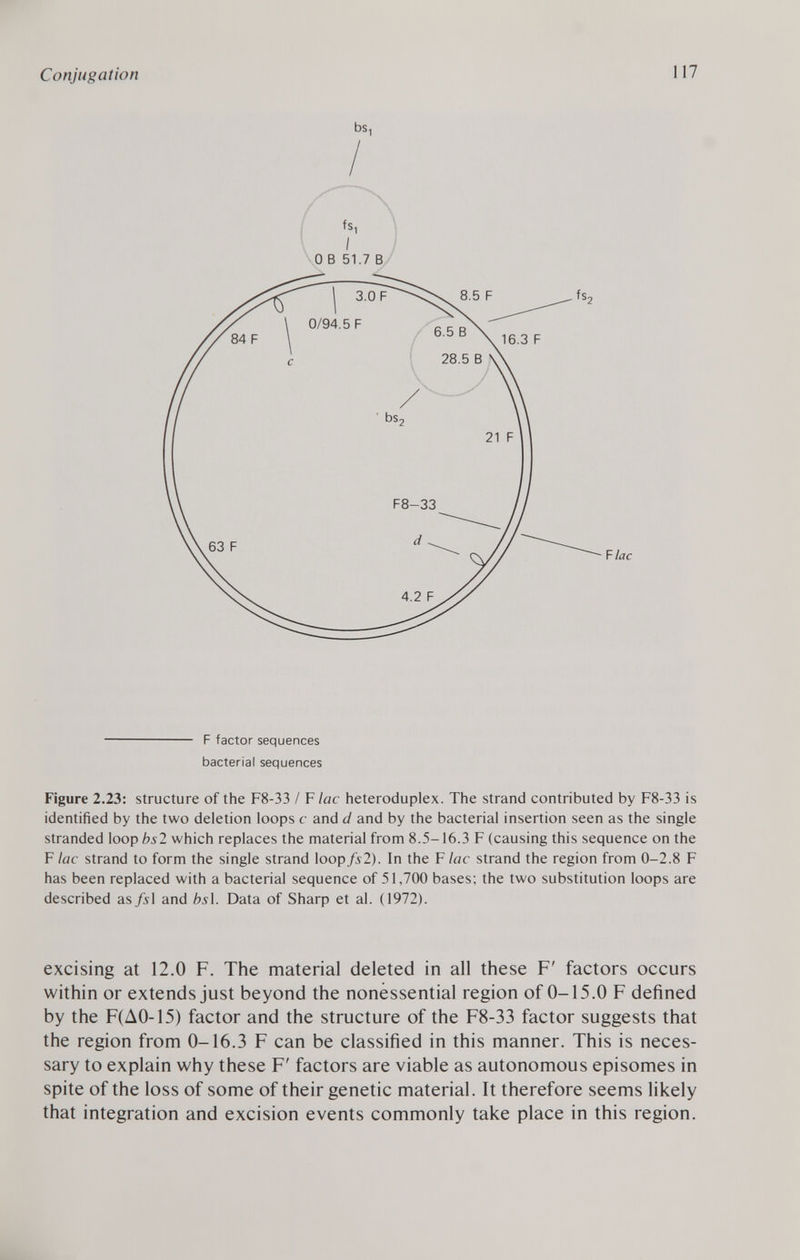 bs, / fS| I 0 B 51.7 B F factor sequences bacterial sequences Figure 2.23: structure of the F8-33 / F lac heteroduplex. The strand contributed by F8-33 is identified by the two deletion loops c and d and by the bacterial insertion seen as the single stranded loop bs 2 which replaces the material from 8.5-16.3 F (causing this sequence on the F lac strand to form the single strand loop/s2). In the F lac strand the region from 0-2.8 F has been replaced with a bacterial sequence of 51,700 bases; the two substitution loops are described as /il and bs\. Data of Sharp et al. (1972). excising at 12.0 F. The material deleted in all these F' factors occurs within or extends just beyond the nonessential region of 0-15.0 F defined by the F(A0-15) factor and the structure of the F8-33 factor suggests that the region from 0-16.3 F can be classified in this manner. This is neces sary to explain why these F' factors are viable as autonomous episomes in spite of the loss of some of their genetic material. It therefore seems likely that integration and excision events commonly take place in this region.