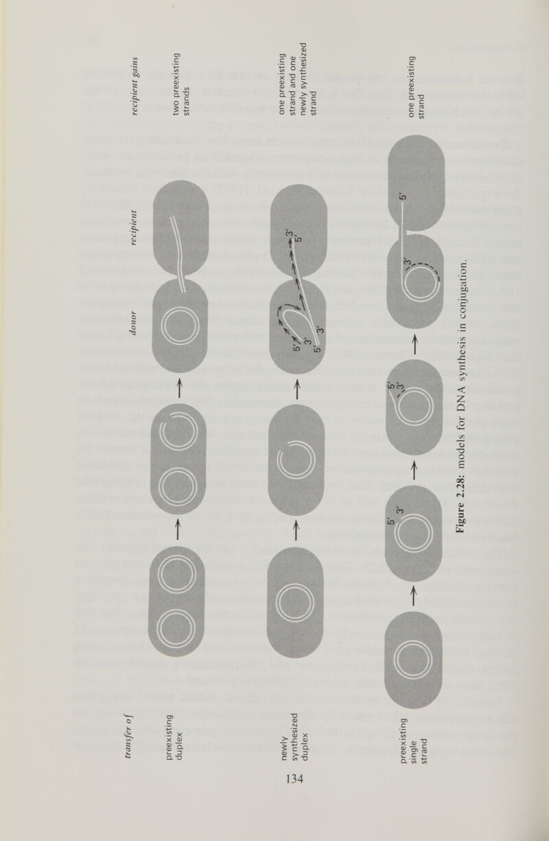 transfer of donor recipient recipient gains preexisting duplex two preexisting strands newly synthesized duplex one preexisting strand and one newly synthesized strand preexisting single strand one preexisting strand Figure 2.28: models for DNA synthesis in conjugation.