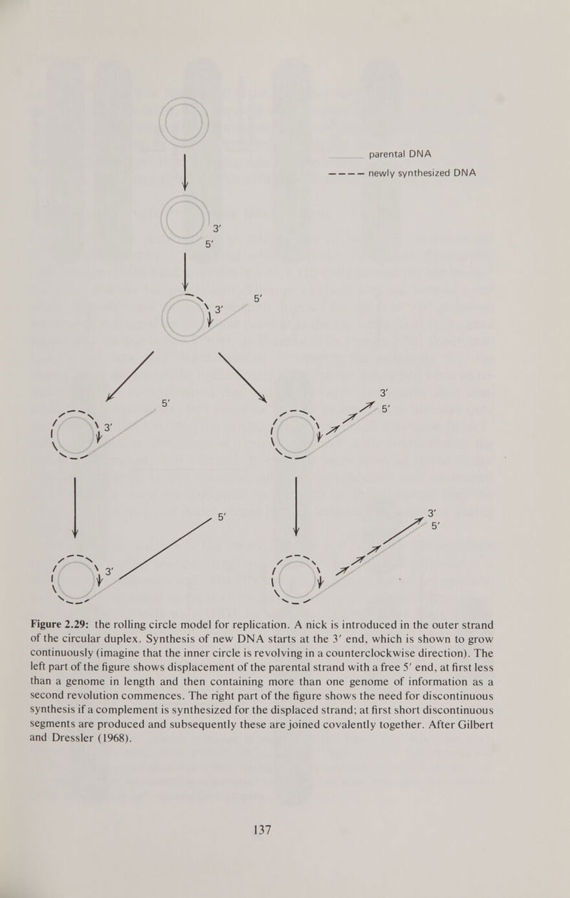 parental DNA newly synthesized DNA \ t 3' 5' X X \ / * s? \ i \ Figure 2.29: the rolling circle model for replication. A nick is introduced in the outer strand of the circular duplex. Synthesis of new DNA starts at the 3' end, which is shown to grow continuously (imagine that the inner circle is revolving in a counterclockwise direction). The left part of the figure shows displacement of the parental strand with a free 5' end, at first less than a genome in length and then containing more than one genome of information as a second revolution commences. The right part of the figure shows the need for discontinuous synthesis if a complement is synthesized for the displaced strand; at first short discontinuous segments are produced and subsequently these are joined covalently together. After Gilbert and Dressier (1968).