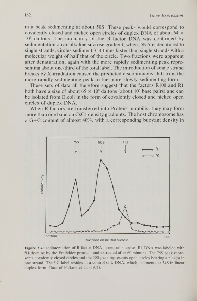 in a peak sedimenting at about 50S. These peaks would correspond to covalently closed and nicked open circles of duplex DNA of about 64 x 10 6 daltons. The circularity of the R factor DNA was confirmed by sedimentation on an alkaline sucrose gradient; when DNA is denatured to single strands, circles sediment 3-4 times faster than single strands with a molecular weight of half that of the circle. Two fractions were apparent after denaturation, again with the more rapidly sedimenting peak repre senting about one-third of the total label. The introduction of single strand breaks by X-irradiation caused the predicted discontinuous shift from the more rapidly sedimenting peak to the more slowly sedimenting form. These sets of data all therefore suggest that the factors R100 and R1 both have a size of about 65 x 10 6 daltons (about 10 5 base pairs) and can be isolated from E.coli in the form of covalently closed and nicked open circles of duplex DNA. When R factors are transferred into Proteus mirabilis, they may form more than one band on CsC 1 density gradients. The host chromosome has a G+C content of almost 40%, with a corresponding buoyant density in fractions on neutral sucrose Figure 3.4: sedimentation of R factor DNA in neutral sucrose. R1 DNA was labeled with 3 H-thymine by the Freifelder protocol and extracted after 60 minutes. The 75S peak repre sents covalently closed circles and the 50S peak represents open circles bearing a nick(s) in one strand. The M C label resides in a control of A. DNA. which sediments at 34S in linear duplex form. Data of Falkow et al. (1971).