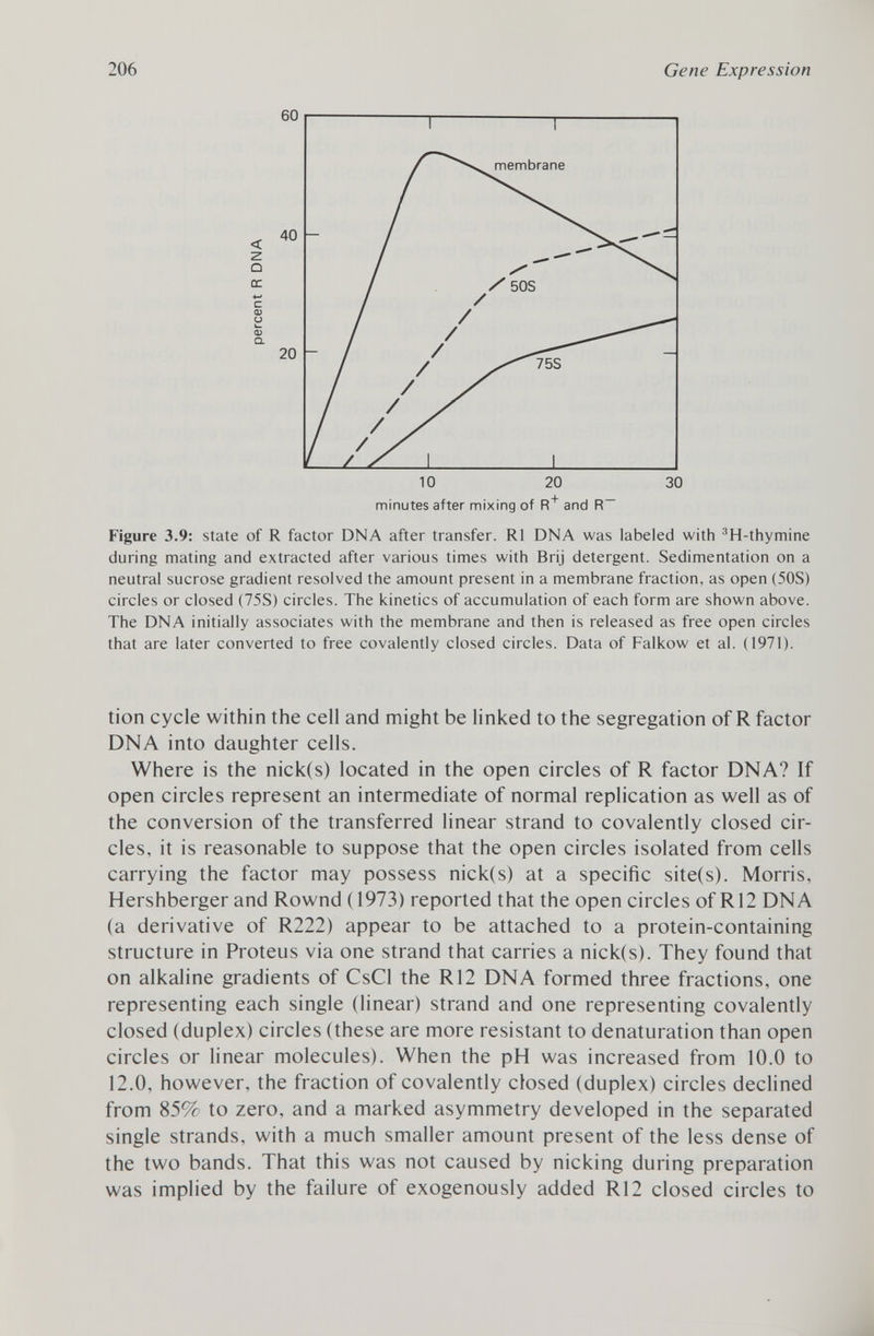 < Q ce c a) u Q) a. 20 40 10 20 30 minutes after mixing of R + and R Figure 3.9: state of R factor DNA after transfer. RI DNA was labeled with 3 H-thymine during mating and extracted after various times with Brij detergent. Sedimentation on a neutral sucrose gradient resolved the amount present in a membrane fraction, as open (50S) circles or closed (75S) circles. The kinetics of accumulation of each form are shown above. The DNA initially associates with the membrane and then is released as free open circles that are later converted to free covalently closed circles. Data of Falkow et al. (1971). tion cycle within the cell and might be linked to the segregation of R factor DNA into daughter cells. Where is the nick(s) located in the open circles of R factor DNA? If open circles represent an intermediate of normal replication as well as of the conversion of the transferred linear strand to covalently closed cir cles, it is reasonable to suppose that the open circles isolated from cells carrying the factor may possess nick(s) at a specific site(s). Morris, Hershberger and Rownd (1973) reported that the open circles of R12 DNA (a derivative of R222) appear to be attached to a protein-containing structure in Proteus via one strand that carries a nick(s). They found that on alkaline gradients of CsCl the R12 DNA formed three fractions, one representing each single (linear) strand and one representing covalently closed (duplex) circles (these are more resistant to denaturation than open circles or linear molecules). When the pH was increased from 10.0 to 12.0, however, the fraction of covalently closed (duplex) circles declined from 85% to zero, and a marked asymmetry developed in the separated single strands, with a much smaller amount present of the less dense of the two bands. That this was not caused by nicking during preparation was implied by the failure of exogenously added R12 closed circles to