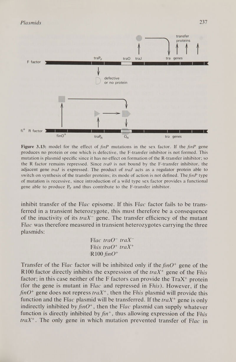 í tí transfer proteins i traPp traO traJ tra genes factor \ defective or no protein m ) t I factor finO traPp 0 R tra genes Figure 3.13: model for the effect of finP mutations in the sex factor. If the finP gene produces no protein or one which is defective, the F-transfer inhibitor is not formed. This mutation is plasmid specific since it has no effect on formation of the R-transfer inhibitor; so the R factor remains repressed. Since traO is not bound by the F-transfer inhibitor, the adjacent gene traJ is expressed. The product of traJ acts as a regulator protein able to switch on synthesis of the transfer proteins; its mode of action is not defined. The finP type of mutation is recessive, since introduction of a wild type sex factor provides a functional gene able to produce P F and thus contribute to the F-transfer inhibitor. inhibit transfer of the F lac episome. If this F lac factor fails to be trans ferred in a transient heterozygote, this must therefore be a consequence of the inactivity of its traX~ gene. The transfer efficiency of the mutant F lac was therefore measured in transient heterozygotes carrying the three Plasmids: F lac traO' traX~ Fhis traO + traX + R100 finO + Transfer of the F lac factor will be inhibited only if the finO + gene of the R100 factor directly inhibits the expression of the traX + gene of the F his factor; in this case neither of the F factors can provide the TraX + protein (for the gene is mutant in F lac and repressed in Fhis). However, if the finO + gene does not repress traX + , then the F his plasmid will provide this function and the F lac plasmid will be transferred. If the traX + gene is only indirectly inhibited by finO + , then the F lac plasmid can supply whatever function is directly inhibited by fin + , thus allowing expression of the F his traX + . The only gene in which mutation prevented transfer of F lac in