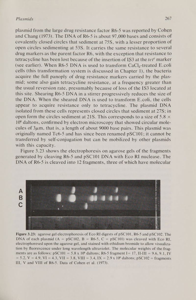 plasmid from the large drug resistance factor R6-5 was reported by Cohen and Chang (1973). The DNA of R6-5 is about 97,000 bases and consists of covalently closed circles that sediment at 75S, with a lesser proportion of open circles sedimenting at 53S. It carries the same resistance to several drug markers as the parent factor R6, with the exception that resistance to tetracycline has been lost because of the insertion of IS3 at the tef marker (see earlier). When R6-5 DNA is used to transform CaCl 2 -treated E.coli cells (this transformation system is discussed in Chapter 1), the bacteria acquire the full panoply of drug resistance markers carried by the plas mid; some also gain tetracycline resistance, at a frequency greater than the usual reversion rate, presumably because of loss of the IS3 located at this site. Shearing R6-5 DNA in a stirrer progressively reduces the size of the DNA. When the sheared DNA is used to transform E.coli, the cells appear to acquire resistance only to tetracycline. The plasmid DNA isolated from these cells represents closed circles that sediment at 27S; in open form the circles sediment at 2IS. This corresponds to a size of 5.8 x 10 6 daltons, confirmed by electron microscopy that showed circular mole cules of 3/xm, that is, a length of about 9000 base pairs. This plasmid was originally named Tc6-5 and has since been renamed pSClOl; it cannot be transferred by self-conjugation but can be mobilized by other plasmids with this capacity. Figure 3.23 shows the electrophoresis on agarose gels of the fragments generated by cleaving R6-5 and pSClOl DNA with Eco RI nuclease. The DNA of R6-5 is cleaved into 12 fragments, three of which have molecular Figure 3.23: agarose gel electrophoresis of Eco RI digests of pSClOl, R6-5 and pSC102. The DNA of each plasmid (A = pSC102, B = R6-5, C = pSClOl) was cleaved with Eco RI, electrophoresed upon the agarose gel, and stained with ethidium bromide to allow visualiza tion by fluorescence under long wavelength ultraviolet. The molecular weights of the frag ments are as follows: pSClOl = 5.8 x 10 6 daltons; R6-5 fragment 1= 17, II-III = 9.6, 9.1, IV = 5.2, V = 4.9, VI = 4.3, VII = 3.8, VIII = 3.4, IX = 2.9 x 10 K daltons; pSC102 = fragments III, V and VIII of R6-5. Data of Cohen et al. (1973).