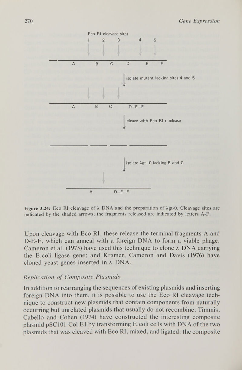 Eco RI cleavage sites 1 2 3 4 5 A BCD E F isolate mutant lacking sites 4 and 5 > f I Ä B C D-E-F cleave with Eco RI nuclease \ t isolate Agt—0 lacking B and C y A D-E-F Figure 3.24: Eco RI cleavage of \ DNA and the preparation of Xgt -0. Cleavage sites are indicated by the shaded arrows; the fragments released are indicated by letters A-F. Upon cleavage with Eco RI, these release the terminal fragments A and D-E-F, which can anneal with a foreign DNA to form a viable phage. Cameron et al. (1975) have used this technique to clone X DNA carrying the E.coli ligase gene; and Kramer, Cameron and Davis (1976) have cloned yeast genes inserted in A. DNA. Replication of Composite Plasmids In addition to rearranging the sequences of existing plasmids and inserting foreign DNA into them, it is possible to use the Eco RI cleavage tech nique to construct new plasmids that contain components from naturally occurring but unrelated plasmids that usually do not recombine. Timmis, Cabello and Cohen (1974) have constructed the interesting composite plasmid pSC101-Col El by transforming E.coli cells with DNA of the two plasmids that was cleaved with Eco RI, mixed, and ligated: the composite