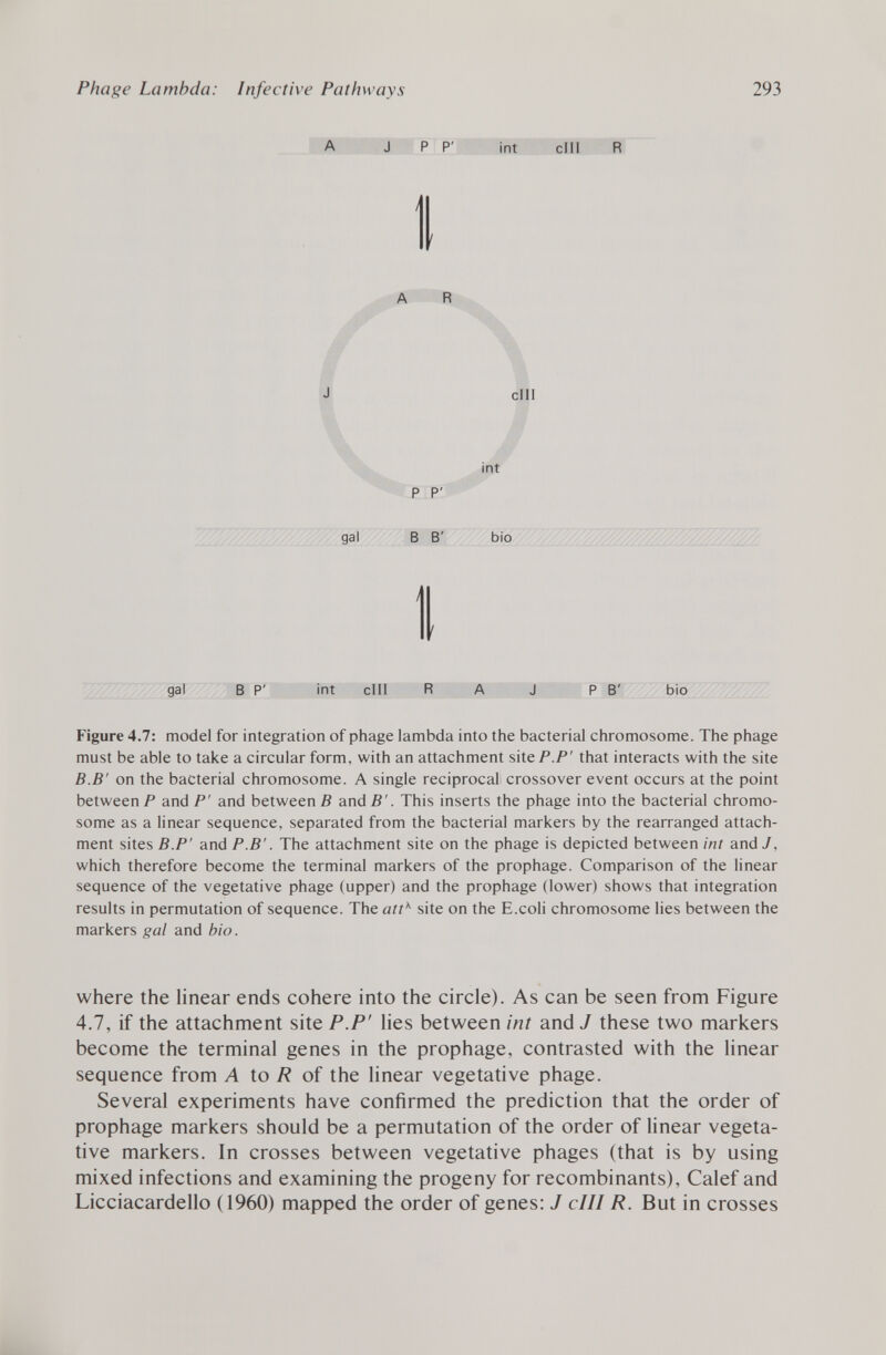 A J P P' ¡nt cIII R A R P P' cIII int gal B B' bio gal B P' int cIII R A P B' bio Figure 4.7: model for integration of phage lambda into the bacterial chromosome. The phage must be able to take a circular form, with an attachment site P.P' that interacts with the site B.B' on the bacterial chromosome. A single reciprocal crossover event occurs at the point between P and P' and between B and B'. This inserts the phage into the bacterial chromo some as a linear sequence, separated from the bacterial markers by the rearranged attach ment sites B.P' and P.B'. The attachment site on the phage is depicted between int and J, which therefore become the terminal markers of the prophage. Comparison of the linear sequence of the vegetative phage (upper) and the prophage (lower) shows that integration results in permutation of sequence. The att K site on the E.coli chromosome lies between the markers gal and bio. where the linear ends cohere into the circle). As can be seen from Figure 4.7, if the attachment site P.P' lies between int and J these two markers become the terminal genes in the prophage, contrasted with the linear sequence from A to R of the linear vegetative phage. Several experiments have confirmed the prediction that the order of prophage markers should be a permutation of the order of linear vegeta tive markers. In crosses between vegetative phages (that is by using mixed infections and examining the progeny for recombinants), Calef and Licciacardello (1960) mapped the order of genes: J cIII R. But in crosses