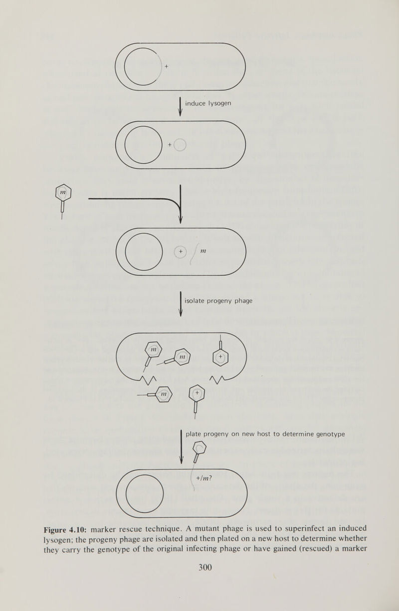 induce lysogen isolate progeny phage ï i Figure 4.10: marker rescue technique. A mutant phage is used to superinfect an induced lysogen; the progeny phage are isolated and then plated on a new host to determine whether they carry the genotype of the original infecting phage or have gained (rescued) a marker