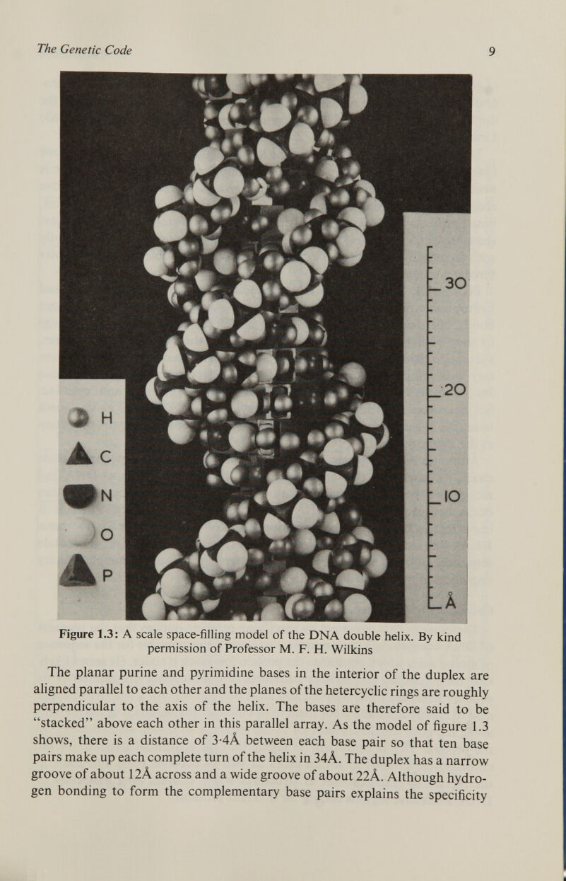 Figure 1.3: A scale space-filling model of the DNA double helix. By kind permission of Professor M. F. H. Wilkins The planar purine and pyrimidine bases in the interior of the duplex are aligned parallel to each other and the planes of the hetercyclic rings are roughly perpendicular to the axis of the helix. The bases are therefore said to be stacked above each other in this parallel array. As the model of figure 1.3 shows, there is a distance of 3-4Â between each base pair so that ten base pairs make up each complete turn of the helix in 34Â. The duplex has a narrow groove of about 12Â across and a wide groove of about 22À. Although hydro gen bonding to form the complementary base pairs explains the specificity