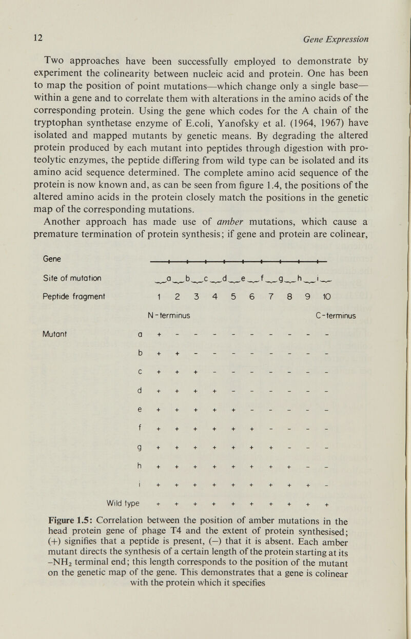 Two approaches have been successfully employed to demonstrate by experiment the colinearity between nucleic acid and protein. One has been to map the position of point mutations—which change only a single base— within a gene and to correlate them with alterations in the amino acids of the corresponding protein. Using the gene which codes for the A chain of the tryptophan synthetase enzyme of E.coli, Yanofsky et al. (1964, 1967) have isolated and mapped mutants by genetic means. By degrading the altered protein produced by each mutant into peptides through digestion with pro teolytic enzymes, the peptide differing from wild type can be isolated and its amino acid sequence determined. The complete amino acid sequence of the protein is now known and, as can be seen from figure 1.4, the positions of the altered amino acids in the protein closely match the positions in the genetic map of the corresponding mutations. Another approach has made use of amber mutations, which cause a premature termination of protein synthesis; if gene and protein are colinear, Gene ♦ + « t—t t 1— Site of mutation _^ a _ v _b_ v _c_^d_^e_ v _f_ v _g_ v _h^_i_ v _ Peptide fragment 1 23456789 10 N-terminus C-terminus Mutant a + c + + + - d + + + + e + + + + + - + + + + + + i + + + + + + +• + + Wild type + + + + + + + + + + Figure 1.5: Correlation between the position of amber mutations in the head protein gene of phage T4 and the extent of protein synthesised; (+) signifies that a peptide is present, (—) that it is absent. Each amber mutant directs the synthesis of a certain length of the protein starting at its -NH 2 terminal end; this length corresponds to the position of the mutant on the genetic map of the gene. This demonstrates that a gene is colinear with the protein which it specifies