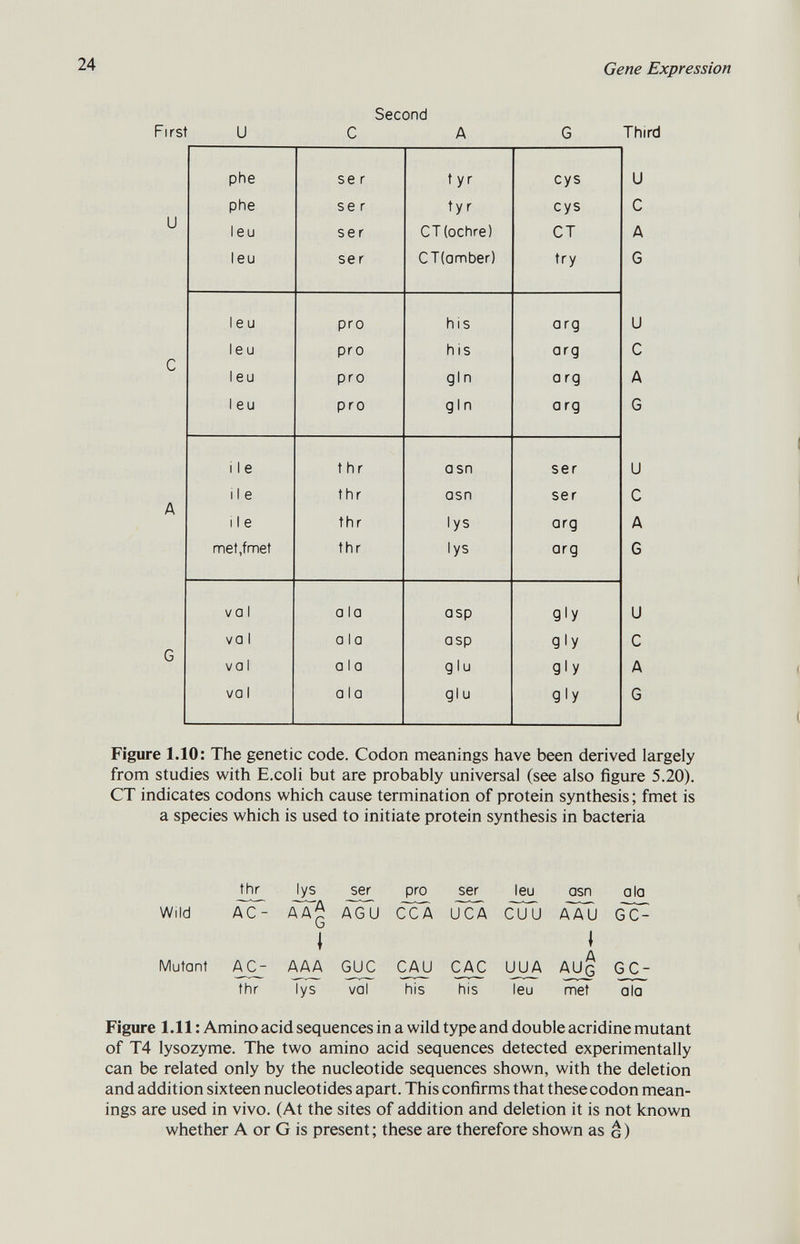 Second First U C A G Third phe se r tyr cys u phe se r ty r cys c leu ser CT (ochre) CT A leu se r CT(amber) try G 1 e u pro his arg U 1 e u pro his arg C leu pro gin a rg A 1 e u pro g 1 n a rg G i 1 e t hr asn ser U 11 e thr asn ser C 11 e thr lys arg A met,fmet thr lys arg G V a 1 a la asp g i y U va 1 a 1 a asp g i y C vai a 1 a g 1 u gly A va 1 a 1 a glu g i y G Figure 1.10: The genetic code. Codon meanings have been derived largely from studies with E.coli but are probably universal (see also figure 5.20). CT indicates codons which cause termination of protein synthesis; fmet is a species which is used to initiate protein synthesis in bacteria thr lys ser pro ser leu asn ala Wild AC- AA^ AGU CCA UCA cijU AAU ÒoT- » l Mutant AC- AAA GUC CAU CAC UUA AUç GC- thr lys val his his leu met ala Figure 1.11 : Amino acid sequences in a wild type and double acridine mutant of T4 lysozyme. The two amino acid sequences detected experimentally can be related only by the nucleotide sequences shown, with the deletion and addition sixteen nucleotides apart. This confirms that these codon mean ings are used in vivo. (At the sites of addition and deletion it is not known whether A or G is present; these are therefore shown as g)