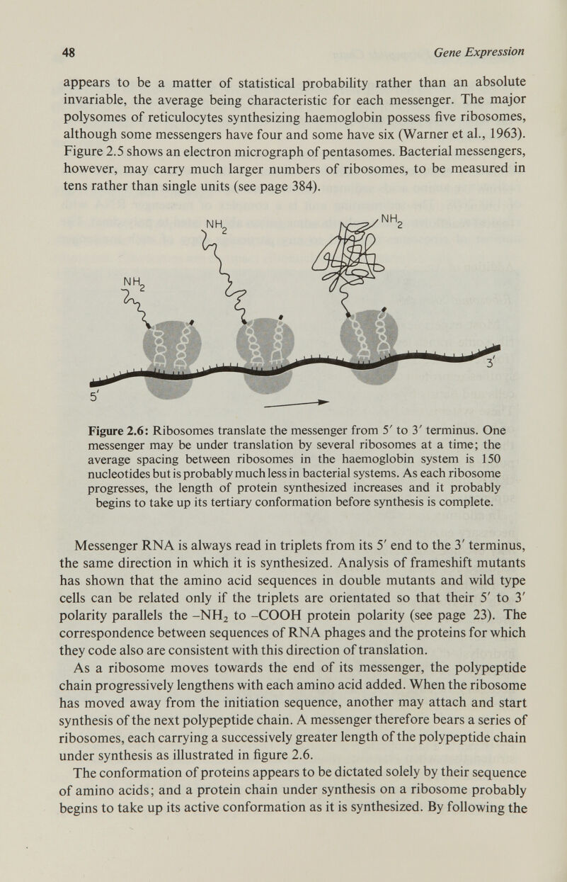 appears to be a matter of statistical probability rather than an absolute invariable, the average being characteristic for each messenger. The major polysomes of reticulocytes synthesizing haemoglobin possess five ribosomes, although some messengers have four and some have six (Warner et al., 1963). Figure 2.5 shows an electron micrograph of pentasomes. Bacterial messengers, however, may carry much larger numbers of ribosomes, to be measured in tens rather than single units (see page 384). Figure 2.6: Ribosomes translate the messenger from 5' to 3' terminus. One messenger may be under translation by several ribosomes at a time; the average spacing between ribosomes in the haemoglobin system is 150 nucleotides but is probably much less in bacterial systems. As each ribosome progresses, the length of protein synthesized increases and it probably begins to take up its tertiary conformation before synthesis is complete. Messenger RNA is always read in triplets from its 5' end to the 3' terminus, the same direction in which it is synthesized. Analysis of frameshift mutants has shown that the amino acid sequences in double mutants and wild type cells can be related only if the triplets are orientated so that their 5' to 3' polarity parallels the -NH 2 to -COOH protein polarity (see page 23). The correspondence between sequences of RNA phages and the proteins for which they code also are consistent with this direction of translation. As a ribosome moves towards the end of its messenger, the polypeptide chain progressively lengthens with each amino acid added. When the ribosome has moved away from the initiation sequence, another may attach and start synthesis of the next polypeptide chain. A messenger therefore bears a series of ribosomes, each carrying a successively greater length of the polypeptide chain under synthesis as illustrated in figure 2.6. The conformation of proteins appears to be dictated solely by their sequence of amino acids; and a protein chain under synthesis on a ribosome probably begins to take up its active conformation as it is synthesized. By following the