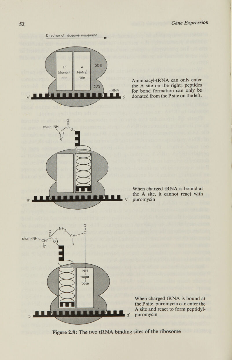 Direction of ribosome movement Aminoacyl-tRNA can only enter the A site on the right; peptides for bond formation can only be donated from the P site on the left. chain When charged tRNA is bound at the A site, it cannot react with puromycin chom-NH^Cs^ R' When charged tRNA is bound at the P site, puromycin can enter the A site and react to form peptidyl- 3' puromycin Figure 2.8: The two tRNA binding sites of the ribosome