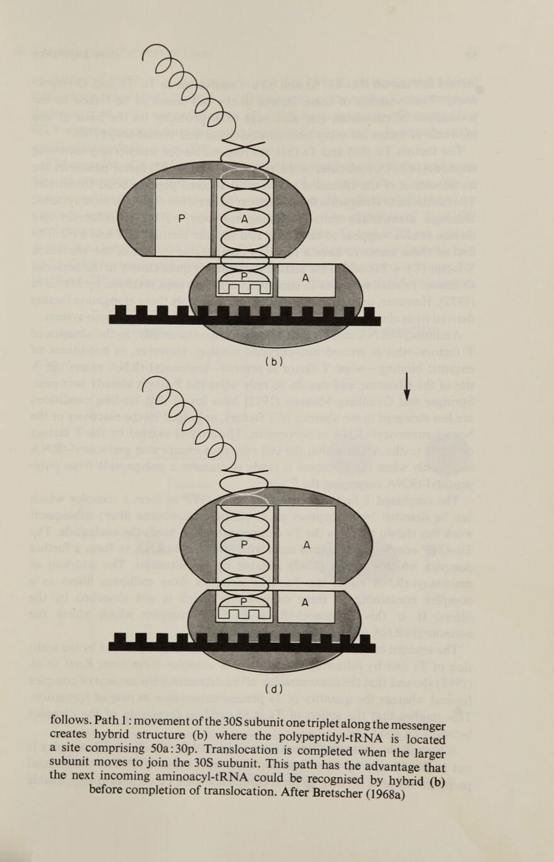 (b) (d) follows. Path 1 : movement of the 30S subunit one triplet along the messenger creates hybrid structure (b) where the polypeptidyl-tRNA is located a site comprising 50a:30p. Translocation is completed when the larger subunit moves to join the 30S subunit. This path has the advantage that the next incoming aminoacyl-tRNA could be recognised by hybrid (b) before completion of translocation. After Bretscher (1968a)