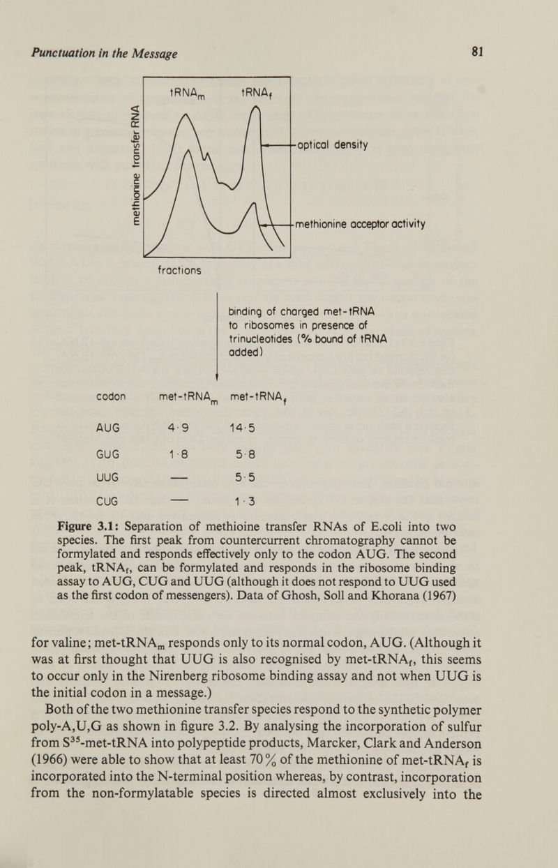 codon AUG GUG UUG CUG optical density methionine acceptor activity fractions binding of charged met-tRNA to ribosomes in presence of trinucleotides (% bound of tRNA added) met-tRNA_ met-tRNA m f 49 18 14' 5 5 8 5 5 1 • 3 Figure 3.1: Separation of methioine transfer RNAs of E.coli into two species. The first peak from countercurrent chromatography cannot be formylated and responds effectively only to the codon AUG. The second peak, tRNAf, can be formylated and responds in the ribosome binding assay to AUG, CUG and UUG (although it does not respond to UUG used as the first codon of messengers). Data of Ghosh, Soil and Khorana (1967) for valine ; met-tRNA m responds only to its normal codon, AUG. (Although it was at first thought that UUG is also recognised by met-tRNA f , this seems to occur only in the Nirenberg ribosome binding assay and not when UUG is the initial codon in a message.) Both of the two methionine transfer species respond to the synthetic polymer poly-A,U,G as shown in figure 3.2. By analysing the incorporation of sulfur from S 35 -met-tRNA into polypeptide products, Marcker, Clark and Anderson (1966) were able to show that at least 70% of the methionine of met-tRNA f is incorporated into the N-terminal position whereas, by contrast, incorporation from the non-formylatable species is directed almost exclusively into the