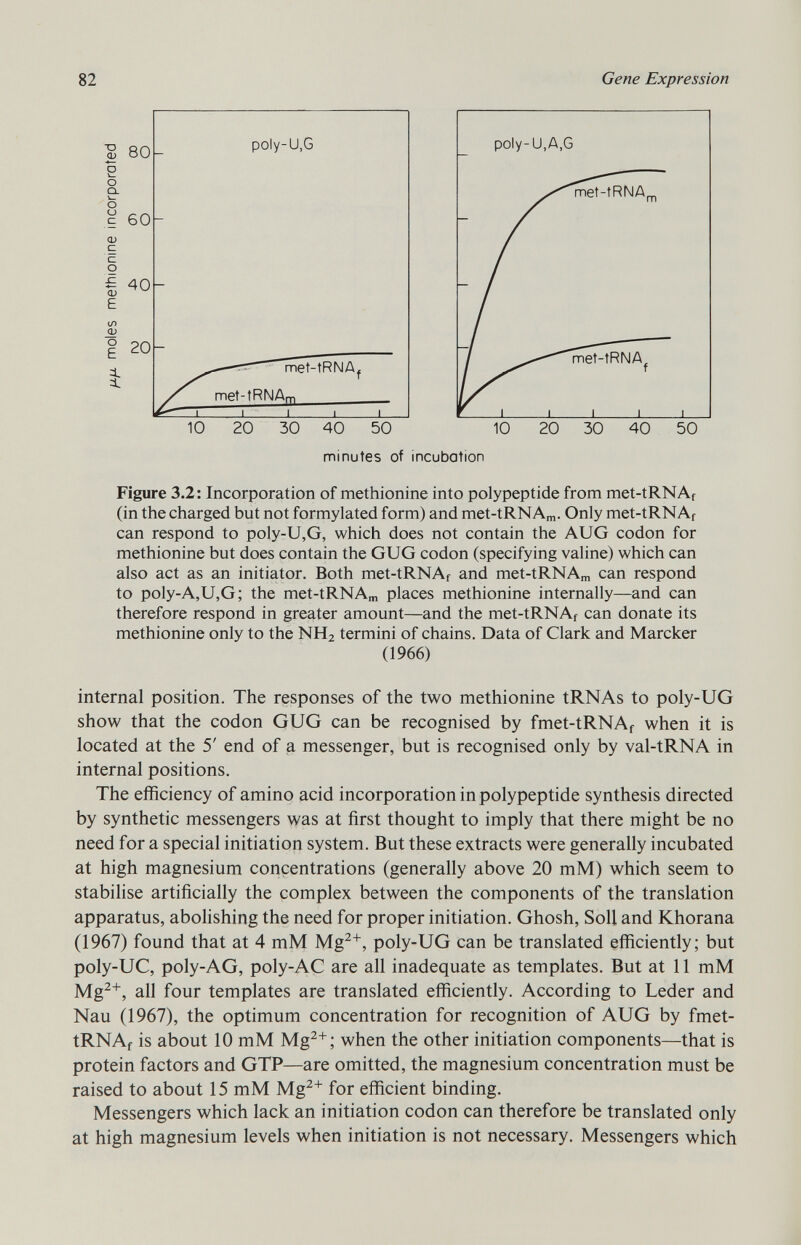 minutes of incubation Figure 3.2: Incorporation of methionine into polypeptide from met-tRNA f (in the charged but not formylated form) and met-tRNA m . Only met-tRNA f can respond to poly-U,G, which does not contain the AUG codon for methionine but does contain the GUG codon (specifying valine) which can also act as an initiator. Both met-tRNA f and met-tRNA m can respond to poly-A,U,G; the met-tRNA m places methionine internally—and can therefore respond in greater amount—and the met-tRNA f can donate its methionine only to the NH 2 termini of chains. Data of Clark and Marcker (1966) internal position. The responses of the two methionine tRNAs to poly-UG show that the codon GUG can be recognised by fmet-tRNA f when it is located at the 5' end of a messenger, but is recognised only by val-tRNA in internal positions. The efficiency of amino acid incorporation in polypeptide synthesis directed by synthetic messengers was at first thought to imply that there might be no need for a special initiation system. But these extracts were generally incubated at high magnesium concentrations (generally above 20 mM) which seem to stabilise artificially the complex between the components of the translation apparatus, abolishing the need for proper initiation. Ghosh, Soil and Khorana (1967) found that at 4 mM Mg 2+ , poly-UG can be translated efficiently; but poly-UC, poly-AG, poly-AC are all inadequate as templates. But at 11 mM Mg 2+ , all four templates are translated efficiently. According to Leder and Nau (1967), the optimum concentration for recognition of AUG by fmet- tRNAf is about 10 mM Mg 2+ ; when the other initiation components—that is protein factors and GTP—are omitted, the magnesium concentration must be raised to about 15 mM Mg 2+ for efficient binding. Messengers which lack an initiation codon can therefore be translated only at high magnesium levels when initiation is not necessary. Messengers which