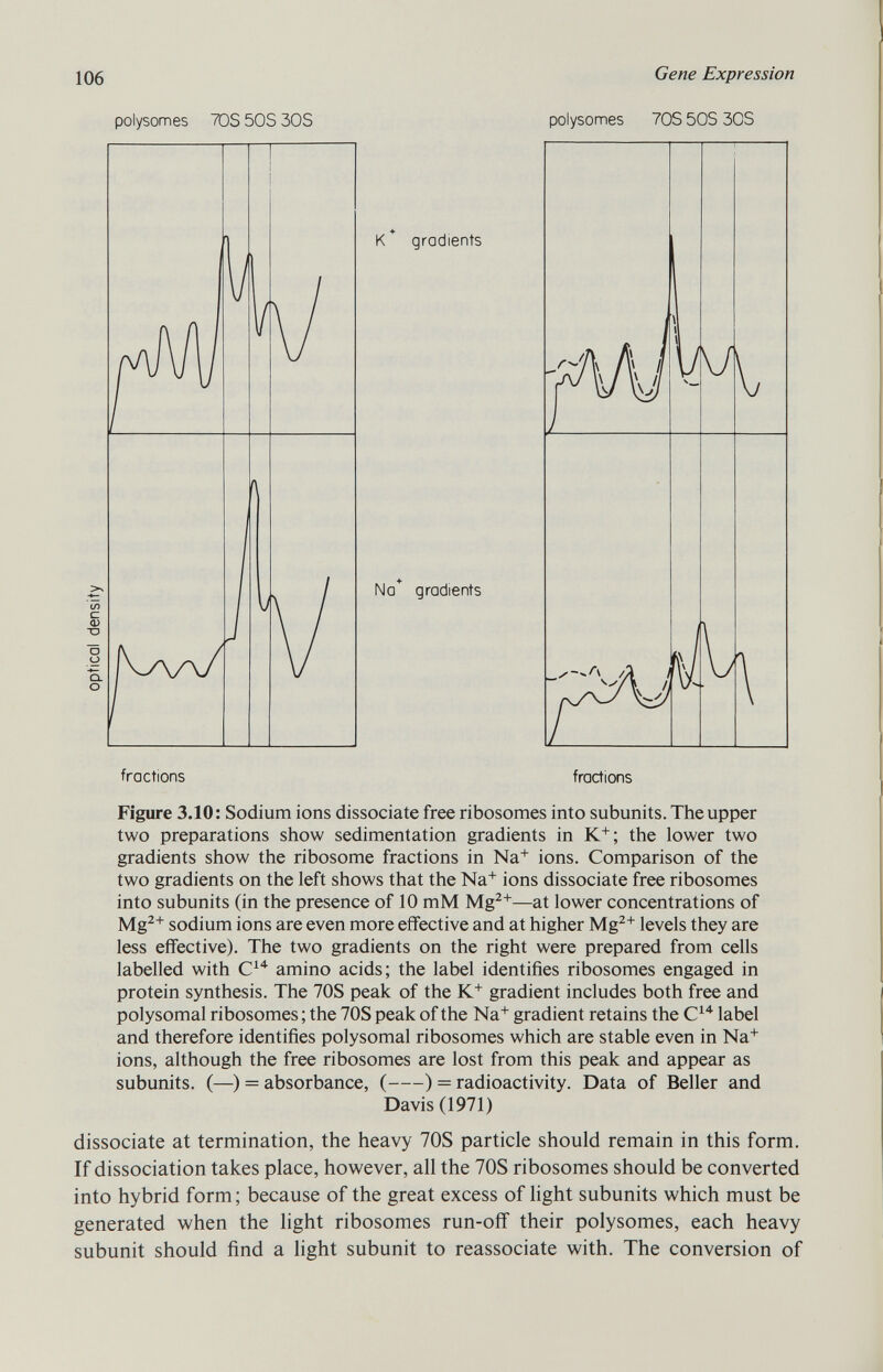 polysomes 70S 50S 30S K + gradients Na + gradients polysomes 70S 50S 30S fractions fractions Figure 3.10: Sodium ions dissociate free ribosomes into subunits. The upper two preparations show sedimentation gradients in K + ; the lower two gradients show the ribosome fractions in Na + ions. Comparison of the two gradients on the left shows that the Na + ions dissociate free ribosomes into subunits (in the presence of 10 mM Mg 2+ —at lower concentrations of Mg 2+ sodium ions are even more effective and at higher Mg 2+ levels they are less effective). The two gradients on the right were prepared from cells labelled with C 14 amino acids; the label identifies ribosomes engaged in protein synthesis. The 70S peak of the K + gradient includes both free and polysomal ribosomes ; the 70S peak of the Na + gradient retains the C 14 label and therefore identifies polysomal ribosomes which are stable even in Na + ions, although the free ribosomes are lost from this peak and appear as subunits. (—) = absorbance, ( ) = radioactivity. Data of Beller and Davis (1971) dissociate at termination, the heavy 70S particle should remain in this form. If dissociation takes place, however, all the 70S ribosomes should be converted into hybrid form; because of the great excess of light subunits which must be generated when the light ribosomes run-off their polysomes, each heavy subunit should find a light subunit to reassociate with. The conversion of