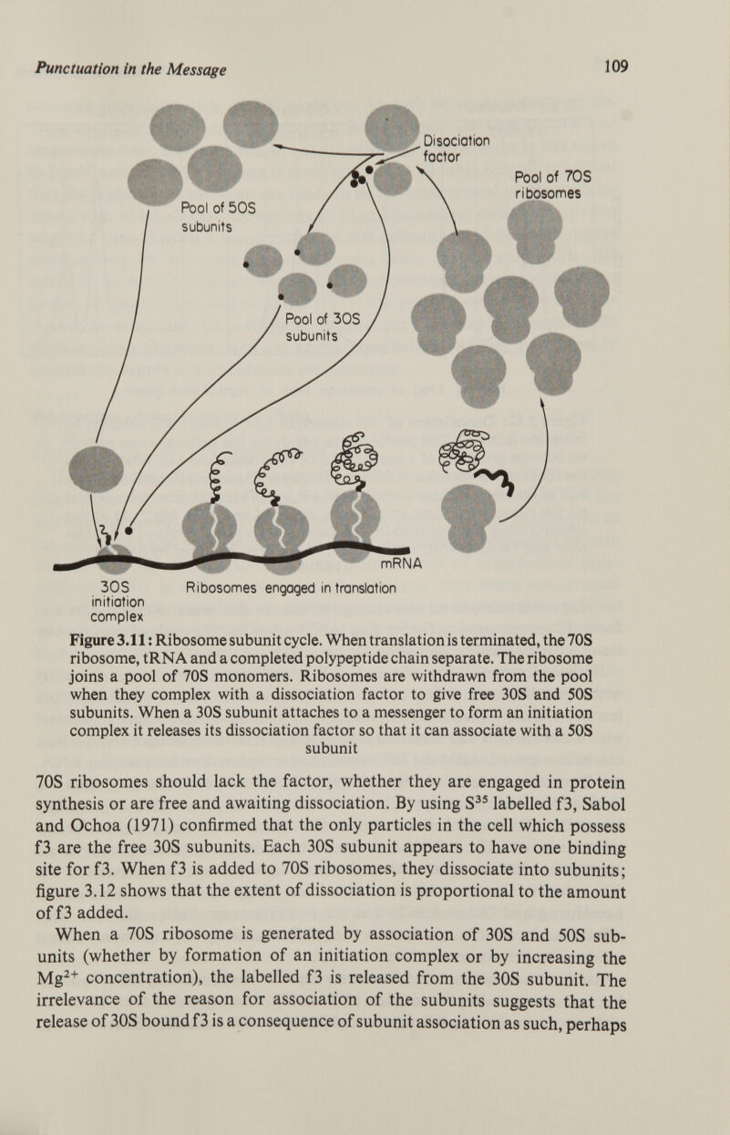 30S Ribosomes engaged in translation initiation complex Figure 3.11 : Ribosome subunit cycle. When translation is terminated, the 70S ribosome, tRNA and a completed polypeptide chain separate. The ribosome joins a pool of 70S monomers. Ribosomes are withdrawn from the pool when they complex with a dissociation factor to give free 30S and 50S subunits. When a 30S subunit attaches to a messenger to form an initiation complex it releases its dissociation factor so that it can associate with a 50S subunit 70S ribosomes should lack the factor, whether they are engaged in protein synthesis or are free and awaiting dissociation. By using S 35 labelled f3, Sabol and Ochoa (1971) confirmed that the only particles in the cell which possess f3 are the free 30S subunits. Each 30S subunit appears to have one binding site for f3. When f3 is added to 70S ribosomes, they dissociate into subunits; figure 3.12 shows that the extent of dissociation is proportional to the amount of f3 added. When a 70S ribosome is generated by association of 30S and 50S sub- units (whether by formation of an initiation complex or by increasing the Mg 2+ concentration), the labelled f3 is released from the 30S subunit. The irrelevance of the reason for association of the subunits suggests that the release of 30S bound f 3 is a consequence of subunit association as such, perhaps