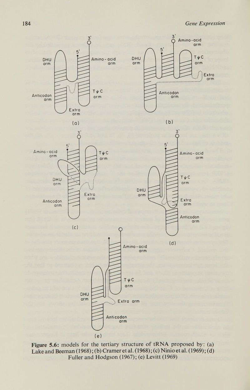 DHU arm Anticodon arm Q Amino-acid arm Amino - acid arm • : Extra *•••' ; arm (a) 3 T \fi C arm w c) O DHU arm A Amino - acid arm T X#/ C arm Extra arm Anticodon arm b) Amino-acid arm Anticodon arm (d) (e) Figure 5.6: models for the tertiary structure of tRNA proposed by: (a) Lake and Beeman ( 1968) ; (b) Cramer et al. (1968) ; (c) Ninio et al. (1969) ; (d) Fuller and Hodgson (1967); (e) Levitt (1969)