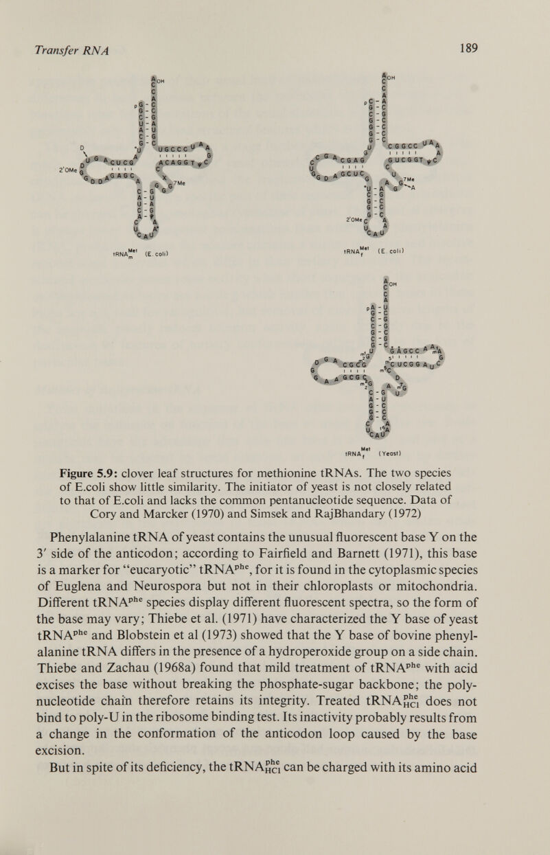c° c A pG - C G-C «- 6 U - A A - U \t G A CU CG ° s * G ASC e D D A A C G A- U k>- A 1- § I-l C A U A* G . .... i* A ■ UGCCC u A ■ i i i i ß A C A G G T *C C X G G 7Me G G C pC - A 0 - C c - G G - C G - C G - c G - C U G C G A G i i i i ( G C U C G / *U - A C - G G - C 6 -C G - c 2 OMe £ A U A CAU tRNA (E. CSGCC uA A 1,111 ■ 6UC6GT y e X™. G A CGcfÌG e i i i i G ASCGC mi C oh C A pA - U G - C C -6 C - G G - C C G G ~ C » . * A* êAGCC A m 1 A 5 I I 1 I I $ $ m C UCG 6 A U C 1 C S> :G A C - G u A - U G - C G - C s - C C S A u '* A CaM Met IRNA, (Yeast) Figure 5.9: clover leaf structures for methionine tRNAs. The two species of E.coli show little similarity. The initiator of yeast is not closely related to that of E.coli and lacks the common pentanucleotide sequence. Data of Cory and Marcker (1970) and Simsek and RajBhandary (1972) Phenylalanine tRNA of yeast contains the unusual fluorescent base Y on the 3' side of the anticodon; according to Fairfield and Barnett (1971), this base is a marker for eucaryotic tRNA phe , for it is found in the cytoplasmic species of Euglena and Neurospora but not in their chloroplasts or mitochondria. Different tRNA phe species display différent fluorescent spectra, so the form of the base may vary; Thiebe et al. (1971) have characterized the Y base of yeast tRNA phe and Blobstein et al (1973) showed that the Y base of bovine phenyl alanine tRNA differs in the presence of a hydroperoxide group on a side chain. Thiebe and Zachau (1968a) found that mild treatment of tRNA phe with acid excises the base without breaking the phosphate-sugar backbone; the poly nucleotide chain therefore retains its integrity. Treated iRNA^ci does not bind to poly-U in the ribosome binding test. Its inactivity probably results from a change in the conformation of the anticodon loop caused by the base excision. But in spite of its deficiency, the tRNAna can be charged with its amino acid