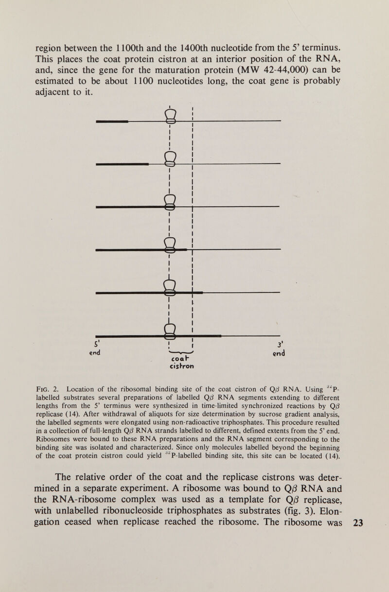 region between the 1100th and the 1400th nucleotide from the 5' terminus. This places the coat protein cistron at an interior position of the RNA, and, since the gene for the maturation protein (MW 42-44,000) can be estimated to be about 1100 nucleotides long, the coat gene is probably adjacent to it. end *—end eoar cislron Fig. 2. Location of the ribosomal binding site of the coat cistron of Q/i RNA. Using labelled substrates several preparations of labelled Q/Í RNA segments extending to different lengths from the 5' terminus were synthesized in time-limited synchronized reactions by Qß replicase (14). After withdrawal of aliquots for size determination by sucrose gradient analysis, the labelled segments were elongated using non-radioactive triphosphates. This procedure resulted in a collection of full-length Qß RNA strands labelled to different, defined extents from the 5' end. Ribosomes were bound to these RNA preparations and the RNA segment corresponding to the binding site was isolated and characterized. Since only molecules labelled beyond the beginning of the coat protein cistron could yield '''^P-labelled binding site, this site can be located (14). The relative order of the coat and the replicase cistrons was deter¬ mined in a separate experiment. A ribosome was bound to Qjö RNA and the RNA-ribosome complex was used as a template for Qj3 replicase, with unlabelled ribonucleoside triphosphates as substrates (fig. 3). Elon¬ gation ceased when replicase reached the ribosome. The ribosome was