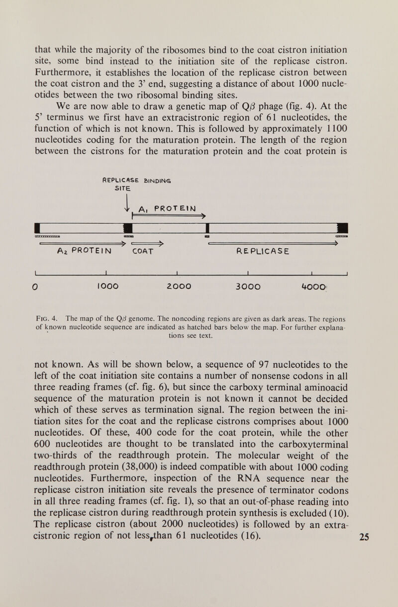 that while the majority of the ribosomes bind to the coat cistron initiation site, some bind instead to the initiation site of the repHcase cistron. Furthermore, it estabhshes the location of the replicase cistron between the coat cistron and the 3' end, suggesting a distance of about 1000 nucle¬ otides between the two ribosomal binding sites. We are now able to draw a genetic map of Qß phage (fig. 4). At the 5' terminus we first have an extracistronic region of 61 nucleotides, the function of which is not known. This is followed by approximately 1100 nucleotides coding for the maturation protein. The length of the region between the cistrons for the maturation protein and the coat protein is Replicase binding SITE Ч. A. PROTEIKJ Аг PROTEIN COAT replicase _L _L 1000 2oo0 3000 UOOO' Fig. 4. The map of the Qfj genome. The noncoding regions are given as dark areas. The regions of known nucleotide sequence are indicated as hatched bars below the map. For further explana¬ tions see text. not known. As will be shown below, a sequence of 97 nucleotides to the left of the coat initiation site contains a number of nonsense codons in all three reading frames (cf. fig. 6), but since the carboxy terminal aminoacid sequence of the maturation protein is not known it cannot be decided which of these serves as termination signal. The region between the ini¬ tiation sites for the coat and the replicase cistrons comprises about 1000 nucleotides. Of these, 400 code for the coat protein, while the other 600 nucleotides are thought to be translated into the carboxyterminal two-thirds of the readthrough protein. The molecular weight of the readthrough protein (38,000) is indeed compatible with about 1000 coding nucleotides. Furthermore, inspection of the RNA sequence near the replicase cistron initiation site reveals the presence of terminator codons in all three reading frames (cf. fig. 1), so that an out-of-phase reading into the replicase cistron during readthrough protein synthesis is excluded (10). The replicase cistron (about 2000 nucleotides) is followed by an extra¬ cistronic region of not less^than 61 nucleotides (16).