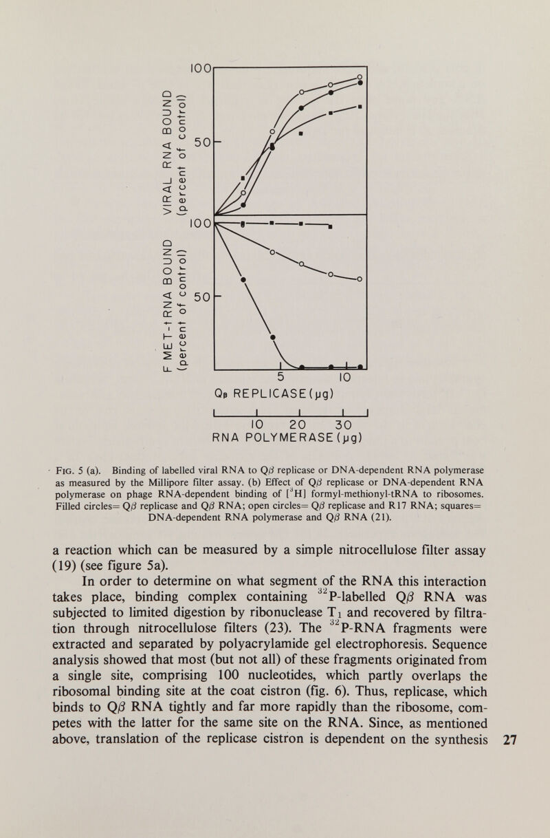 I I I I I 10 20 30 RNA POLYMERASE (pg) - Fig. 5 (a). Binding of labelled viral RNA to Qß replicase or DNA-dependent RNA polymerase as measured by the Millipore filter assay, (b) Effect of Qß replicase or DNA-dependent RNA polymerase on phage RNA-dependent binding of [^H] fbrmyl-methionyl-tRNA to ribosomes. Filled circles= Qß replicase and Qß RNA; open circles= Qß replicase and R17 RNA; squares= DNA-dependent RNA polymerase and Qß RNA (21). a reaction which can be measured by a simple nitrocellulose filter assay (19) (see figure 5a). In order to determine on what segment of the RNA this interaction takes place, binding complex containing ^^P-labelled Qß RNA was subjected to limited digestion by ribonuclease T i and recovered by filtra¬ tion through nitrocellulose filters (23). The ^^P-RNA fragments were extracted and separated by Polyacrylamide gel electrophoresis. Sequence analysis showed that most (but not all) of these fragments originated from a single site, comprising 100 nucleotides, which partly overlaps the ribosomal binding site at the coat cistron (fig. 6). Thus, replicase, which binds to Qß RNA tightly and far more rapidly than the ribosome, com¬ petes with the latter for the same site on the RNA. Since, as mentioned above, translation of the replicase cistron is dependent on the synthesis