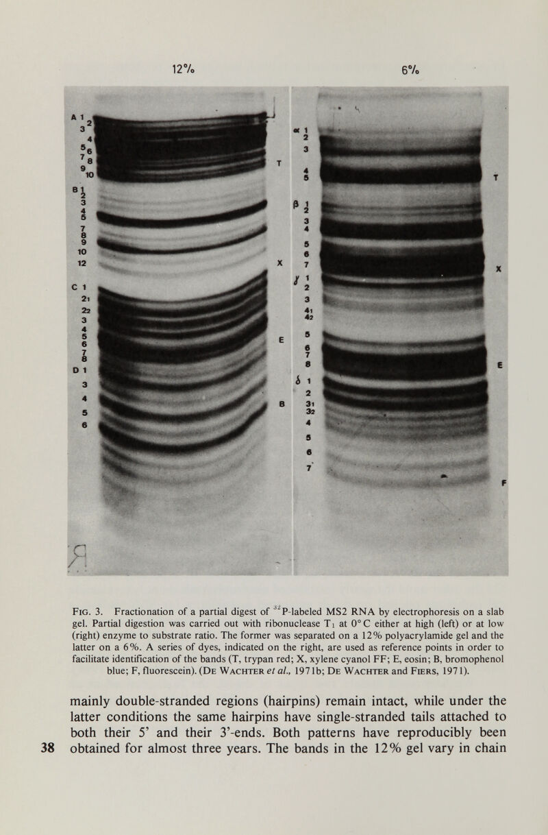 127o 6Vo Fig. 3. Fractionation of a partial digest of ^^P-labeled MS2 RNA by electrophoresis on a slab gel. Partial digestion was carried out with ribonuclease Ti at 0° С either at high (left) or at low (right) enzyme to substrate ratio. The former was separated on a 12% Polyacrylamide gel and the latter on a 6%. A series of dyes, indicated on the right, are used as reference points in order to facilitate identification of the bands (T, trypan red; X, xylene cyanol FF; E, eosin; В, bromophenol blue; F, fluorescein). (De Wächter et al, 197 lb; De Wächter and Fiers, 1971). mainly double-stranded regions (hairpins) remain intact, while under the latter conditions the same hairpins have single-stranded tails attached to both their 5' and their 3'-ends. Both patterns have reproducibly been obtained for almost three years. The bands in the 12% gel vary in chain