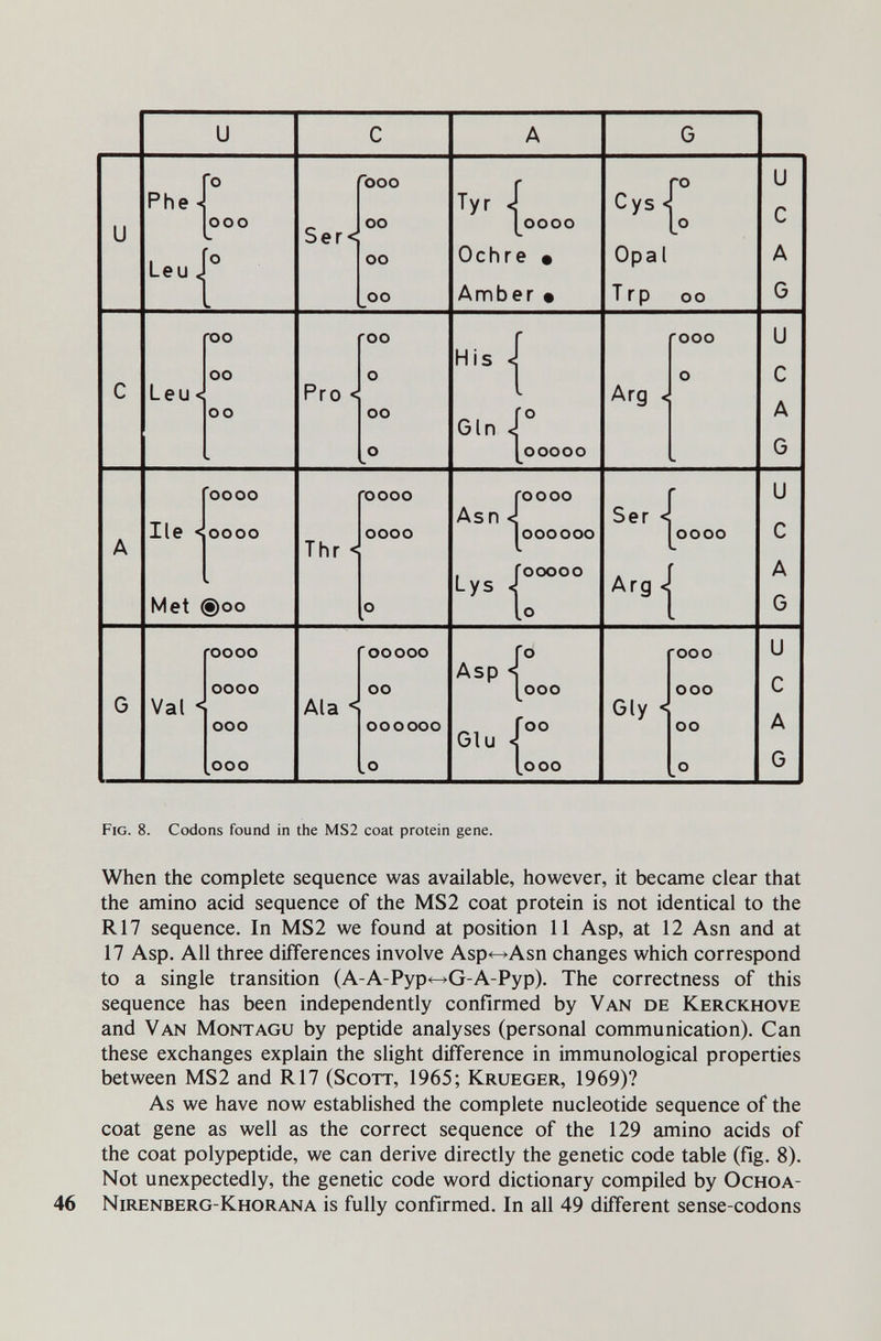 Fig. 8. Codons found in the MS2 coat protein gene. When the complete sequence was available, however, it became clear that the amino acid sequence of the MS2 coat protein is not identical to the R17 sequence. In MS2 we found at position 11 Asp, at 12 Asn and at 17 Asp. All three differences involve Asp^Asn changes which correspond to a single transition (A-A-Pyp^G-A-Pyp). The correctness of this sequence has been independently confirmed by Van de Kerckhove and Van Montagu by peptide analyses (personal communication). Can these exchanges explain the slight difference in immunological properties between MS2 and R17 (Scott, 1965; Krueger, 1969)? As we have now established the complete nucleotide sequence of the coat gene as well as the correct sequence of the 129 amino acids of the coat polypeptide, we can derive directly the genetic code table (fig. 8). Not unexpectedly, the genetic code word dictionary compiled by Ochoa- Niiœnberg-Khorana is fully confirmed. In all 49 different sense-codons