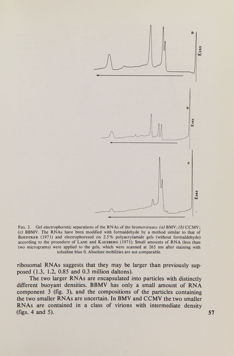 Fig. 3. Gel electrophoretic separations of the RNAs of the bromoviruses: (a) BMV; CCMV; (c) BBMV. The RNAs have been modified with formaldehyde by a method similar to that of BoEDTKER (1971) and electrophoresed on 2.5% Polyacrylamide gels (without formaldehyde) according to the procedure of Lane and Kaesberg (1971). Small amounts of RNA (less than two micrograms) were applied to the gels, which were scanned at 265 nm after staining with toluidine blue 0. Absolute mobilities are not comparable. ribosomal RNAs suggests that they may be larger than previously sup¬ posed (1.3, 1.2, 0.85 and 0.3 million daltons). The two larger RNAs are encapsulated into particles with distinctly different buoyant densities. BBMV has only a small amount of RNA component 3 (fig. 3), and the compositions of the particles containing the two smaller RNAs are uncertain. In BMV and CCMV the two smaller RNAs are contained in a class of virions with intermediate density (figs. 4 and 5).