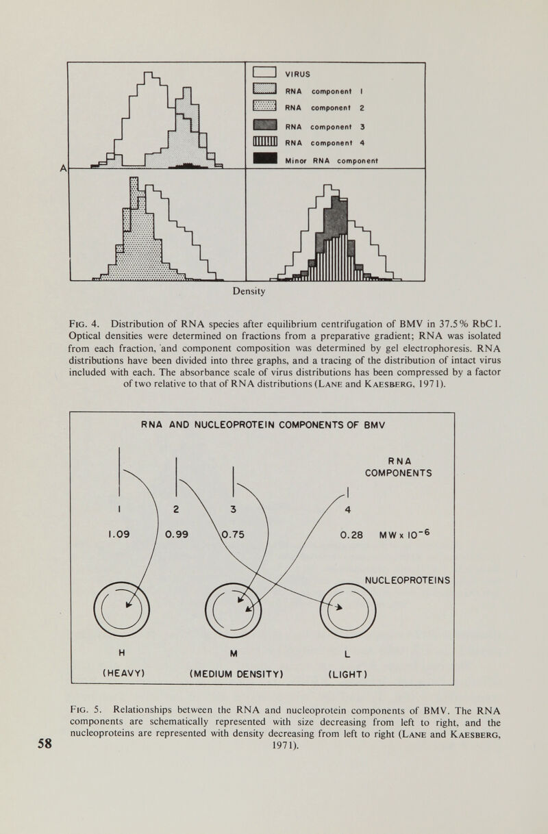 Fig. 4. Distribution of RNA species after equilibrium centrifugation of BMV in 37.5% RbCl. Optical densities were determined on fractions from a preparative gradient; RNA was isolated from each fraction, and component composition was determined by gel electrophoresis. RNA distributions have been divided into three graphs, and a tracing of the distribution of intact virus included with each. The absorbance scale of virus distributions has been compressed by a factor of two relative to that of RNA distributions (Lane and Kaesberg, 1971). RNA AND NUCLEOPROTEIN COMPONENTS OF BMV (HEAVY) (MEDIUM DENSITY) (LIGHT) Fig. 5. Relationships between the RNA and nucleoprotein components of BMV. The RNA components are schematically represented with size decreasing from left to right, and the nucleoproteins are represented with density decreasing from left to right (Lane and Kaesberg, 1971).