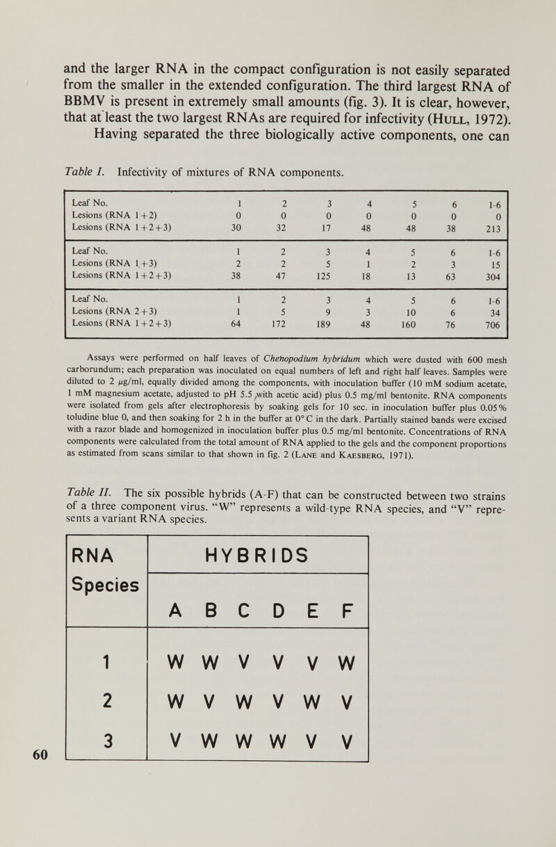 and the larger RNA in the compact configuration is not easily separated from the smaller in the extended configuration. The third largest RNA of BBMV is present in extremely small amounts (fig. 3). It is clear, however, that at least the two largest RNAs are required for infectivity (Hull, 1972). Having separated the three biologically active components, one can Table I. Infectivity of mixtures of RNA components. Assays were performed on half leaves of Chehopodium hybridum which were dusted with 600 mesh carborundum; each preparation was inoculated on equal numbers of left and right half leaves. Samples were diluted to 2 Mg/ml, equally divided among the components, with inoculation buffer (10 mM sodium acetate, 1 mM magnesium acetate, adjusted to pH 5.5 ^with acetic acid) plus 0.5 mg/ml bentonite. RNA components were isolated from gels after electrophoresis by soaking gels for 10 sec. in inoculation buffer plus 0.05% toludine blue 0, and then soaking for 2 h in the buffer at 0° С in the dark. Partially stained bands were excised with a razor blade and homogenized in inoculation buffer plus 0.5 mg/ml bentonite. Concentrations of RNA components were calculated from the total amount of RNA applied to the gels and the component proportions as estimated from scans similar to that shown in fig. 2 (Lane and Kaesberg, 1971). Table II. The six possible hybrids (A-F) that can be constructed between two strains of a three component virus. W represents a wild-type RNA species, and V repre¬ sents a variant RNA species.