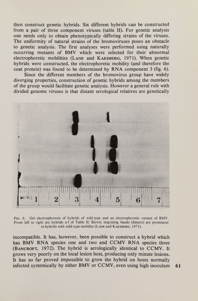 then construct genetic hybrids. Six different hybrids can be constructed from a pair of three component viruses (table II). For genetic analysis one needs only to obtain phenotypically differing strains of the viruses. The uniformity of natural strains of the bromoviruses poses an obstacle to genetic analysis. The first analyses were performed using naturally occurring mutants of BMV which were selected for their abnormal electrophoretic mobilities (Lane and Kaesberg, 1971). When genetic hybrids were constructed, the electrophoretic mobility (and therefore the coat protein) was found to be determined by RNA component 3 (fig. 6). Since the different members of the bromovirus group have widely diverging properties, construction of genetic hybrids among the members of the group would facilitate genetic analysis. However a general rule with divided genome viruses is that distant serological relatives are genetically Fig. 6. Gel electrophoresis of hybrids of wild-type and an electrophoretic variant of BMV. From left to right are hybrids a-f of Table ii. Slowly migrating bands (dimers) are prominent in hybrids with wild-type mobility (Lane and Kaesberg, 1971). incompatible. It has, however, been possible to construct a hybrid which has BMV RNA species one and two and CCMV RNA species three (Bancroft, 1972). The hybrid is serologically identical to CCMV. It grows very poorly on the local lesion host, producing only minute lesions. It has so far proved impossible to grow the hybrid on hosts normally infected systemically by either BMV or CCMV, even using high inoculum