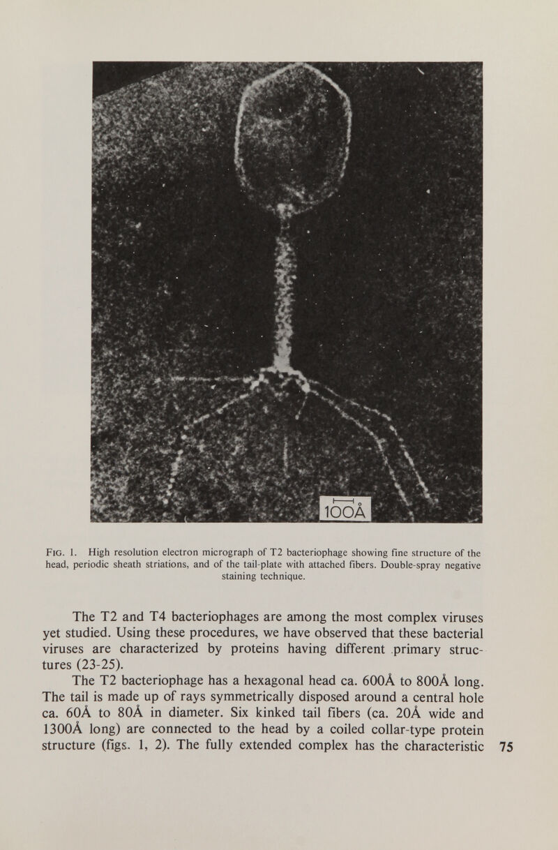 Fig. 1. High resolution electron micrograph of T2 bacteriophage showing fine structure of the head, periodic sheath striations, and of the tail-plate with attached fibers. Double-spray negative staining technique. The T2 and T4 bacteriophages are among the most complex viruses yet studied. Using these procedures, we have observed that these bacterial viruses are characterized by proteins having different primary struc¬ tures (23-25). The T2 bacteriophage has a hexagonal head ca. 600Â to 800Â long. The tail is made up of rays symmetrically disposed around a central hole ca. 60Â to 80Â in diameter. Six kinked tail fibers (ca. 20Â wide and 1300Â long) are connected to the head by a coiled collar-type protein structure (figs. 1, 2). The fully extended complex has the characteristic