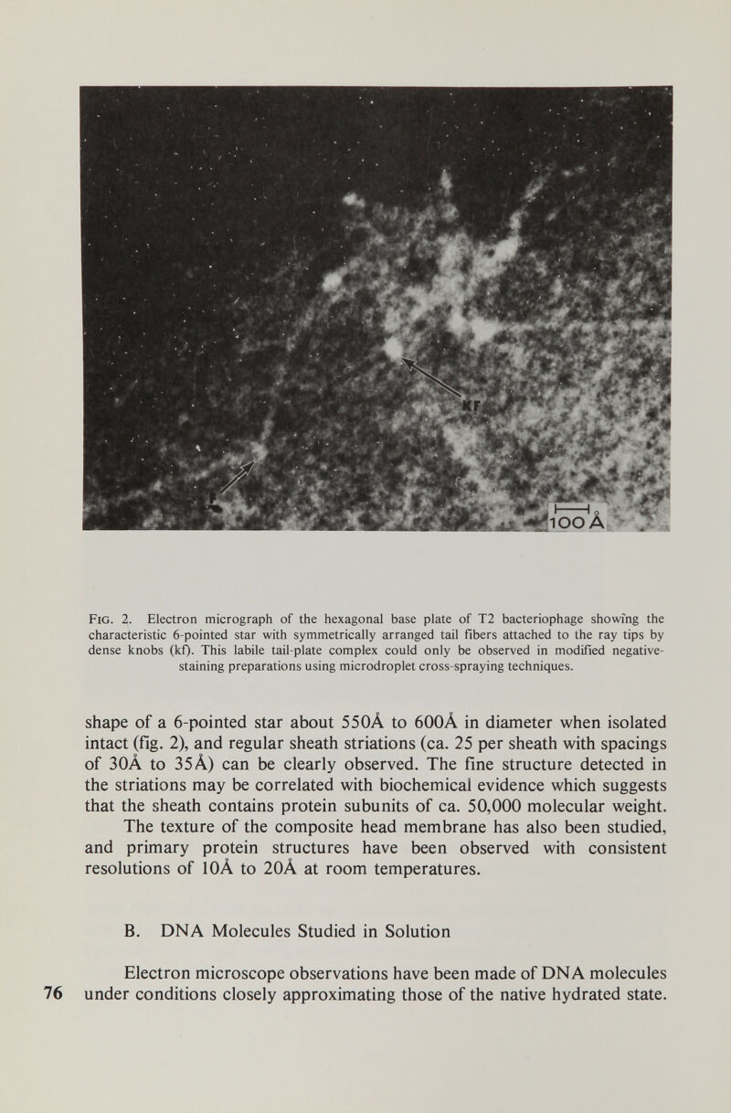 Fig. 2. Electron micrograph of the hexagonal base plate of T2 bacteriophage showing the characteristic 6-pointed star with symmetrically arranged tail fibers attached to the ray tips by dense knobs (kO- This labile tail-plate complex could only be observed in modified negative- staining preparations using microdroplet cross-spraying techniques. shape of a 6-pointed star about 550À to 600Â in diameter when isolated intact (fig. 2), and regular sheath striations (ca. 25 per sheath with spacings of 30À to 35Л) can be clearly observed. The fine structure detected in the striations may be correlated with biochemical evidence which suggests that the sheath contains protein subunits of ca. 50,000 molecular weight. The texture of the composite head membrane has also been studied, and primary protein structures have been observed with consistent resolutions of 10À to 20Â at room temperatures. B. DNA Molecules Studied in Solution Electron microscope observations have been made of DNA molecules under conditions closely approximating those of the native hydrated state.
